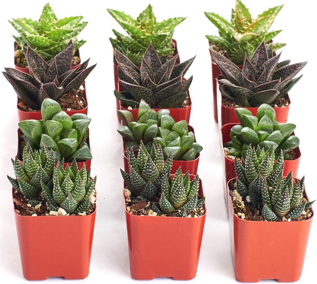 Assorted Mini Aloe & Haworthia Collection-mmluna