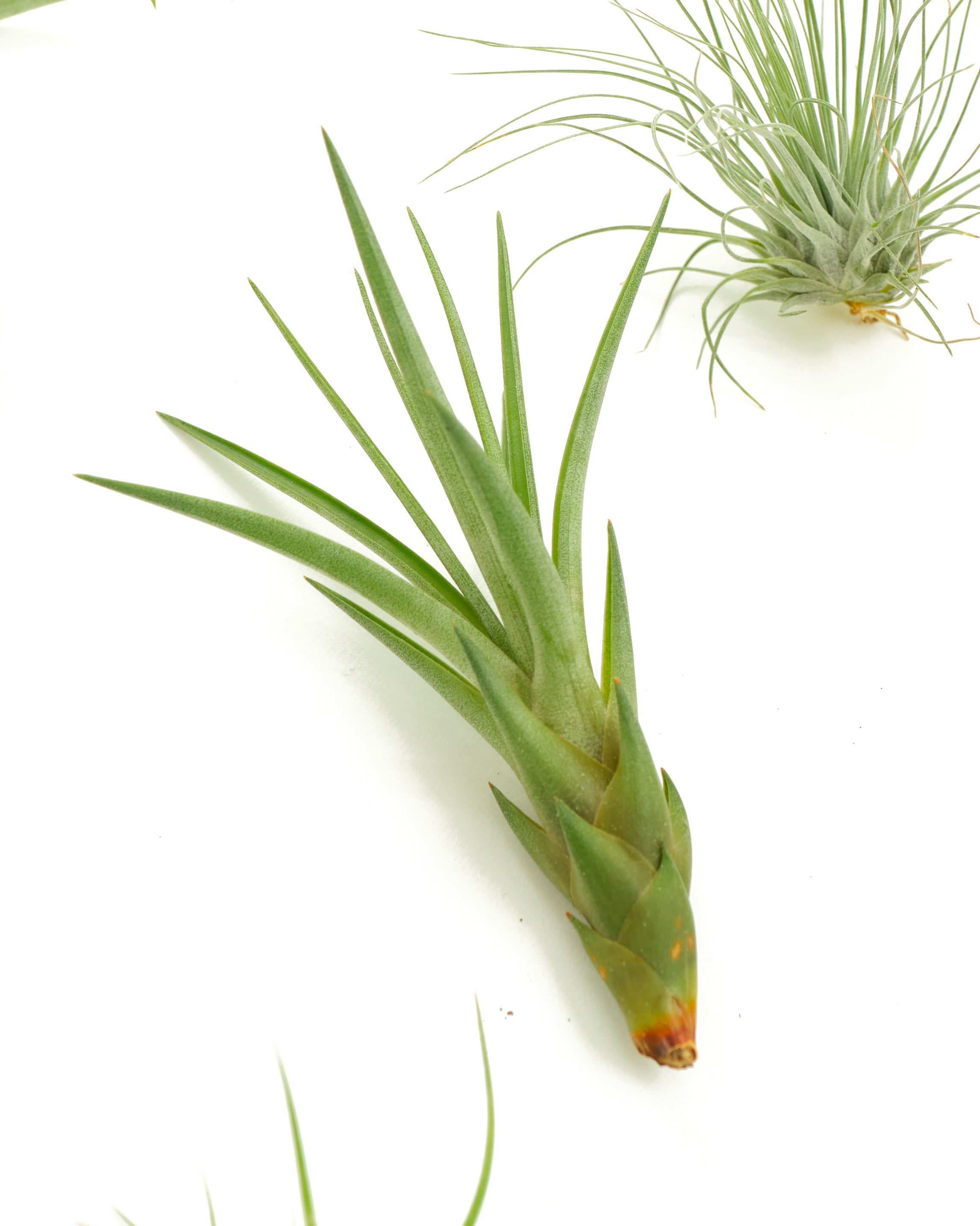 Assorted Mini Air Plant Collection-mmluna