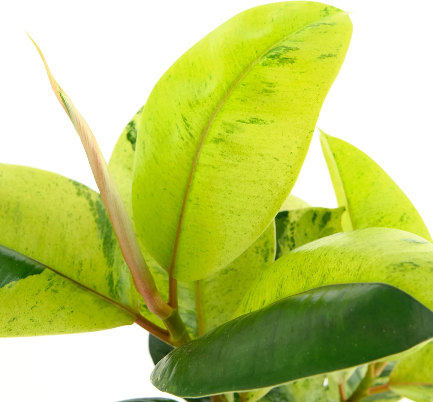 Ficus Shivereana 'Moonshine'-mmluna