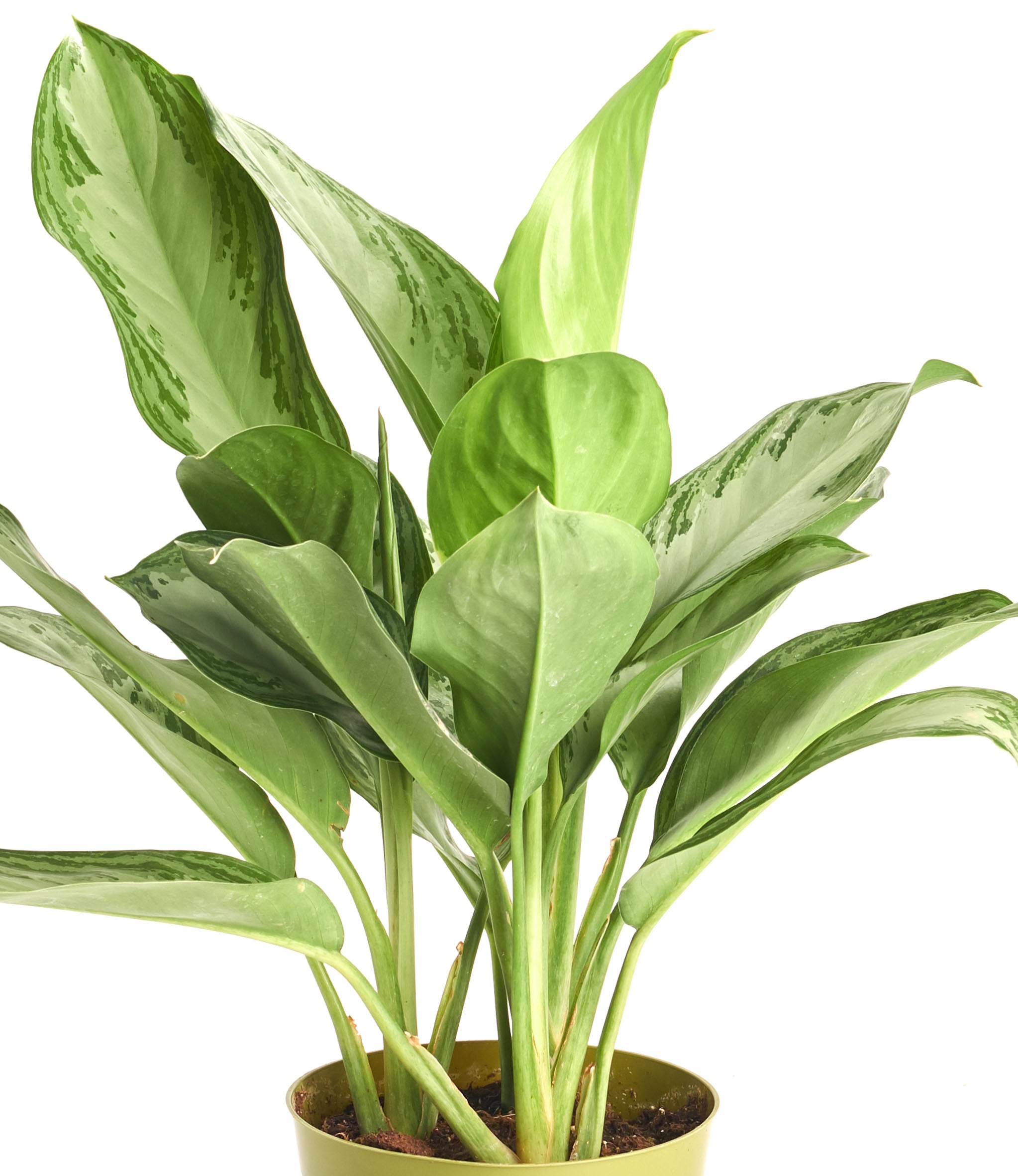 Aglaonema Silver Bay 'Chinese Evergreen'-mmluna