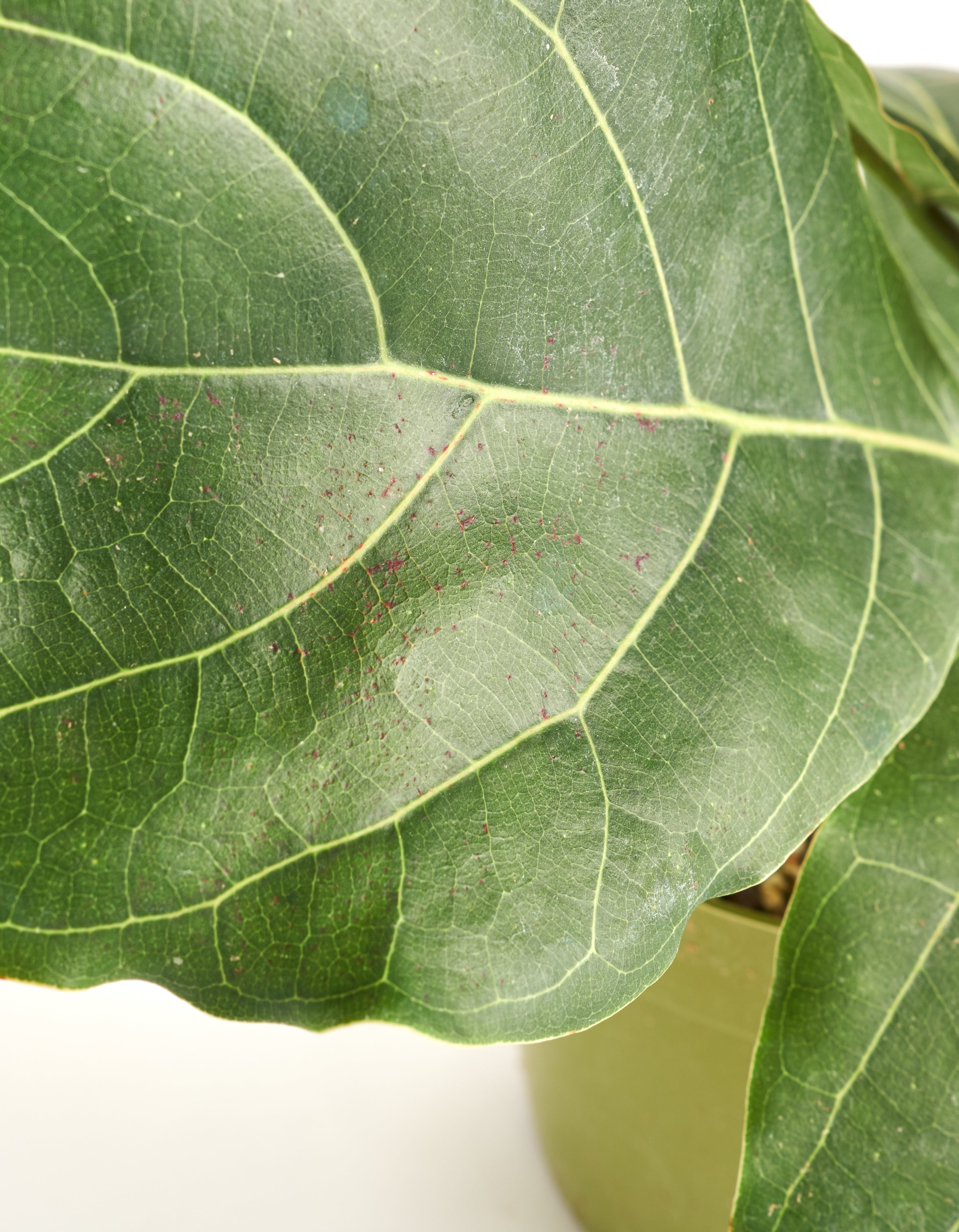 Ficus Lyrata 'Fiddle Leaf Fig' in Black Ceramic Cylinder Planter-mmluna