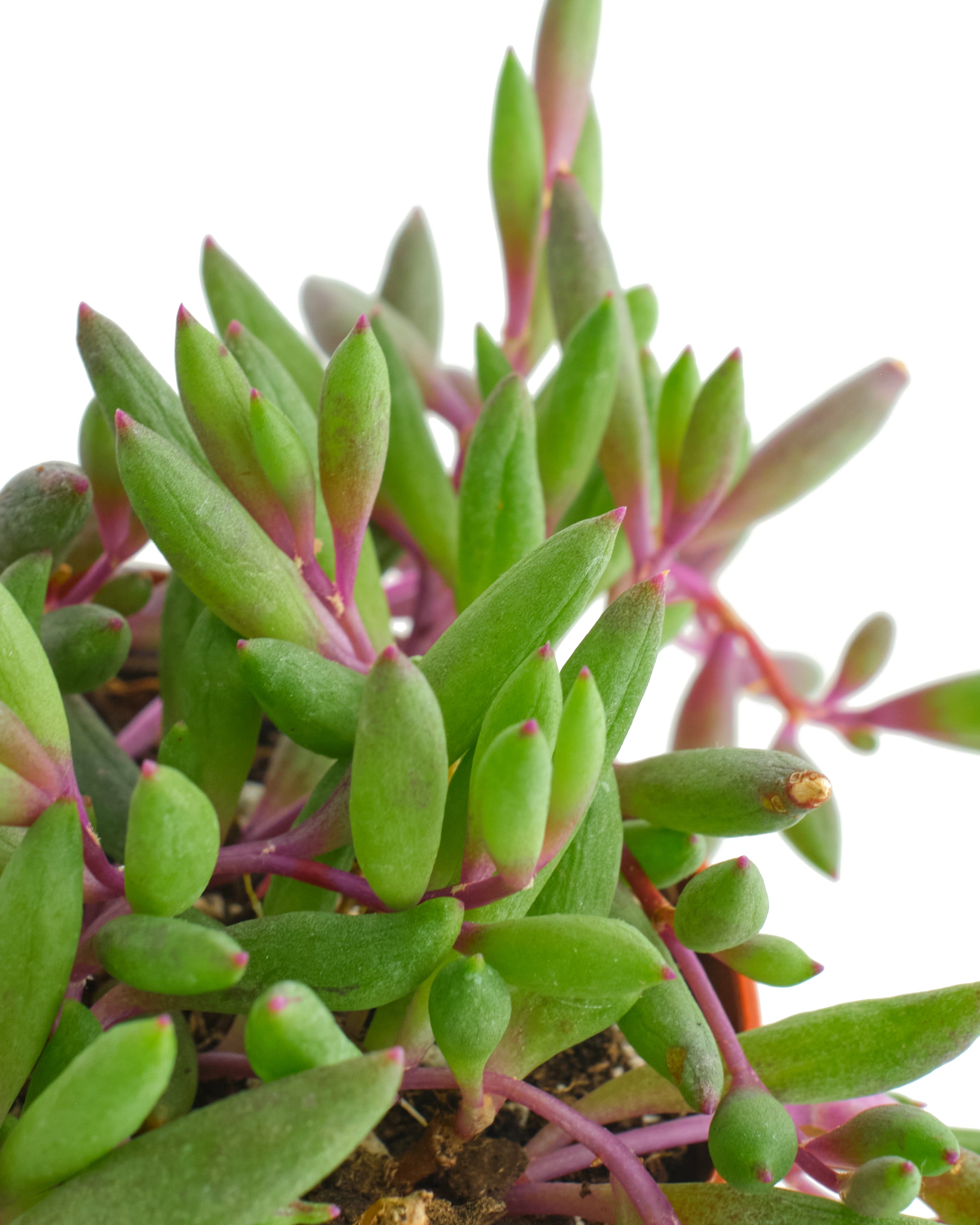 Othonna Capensis 'Ruby Necklace'-mmluna