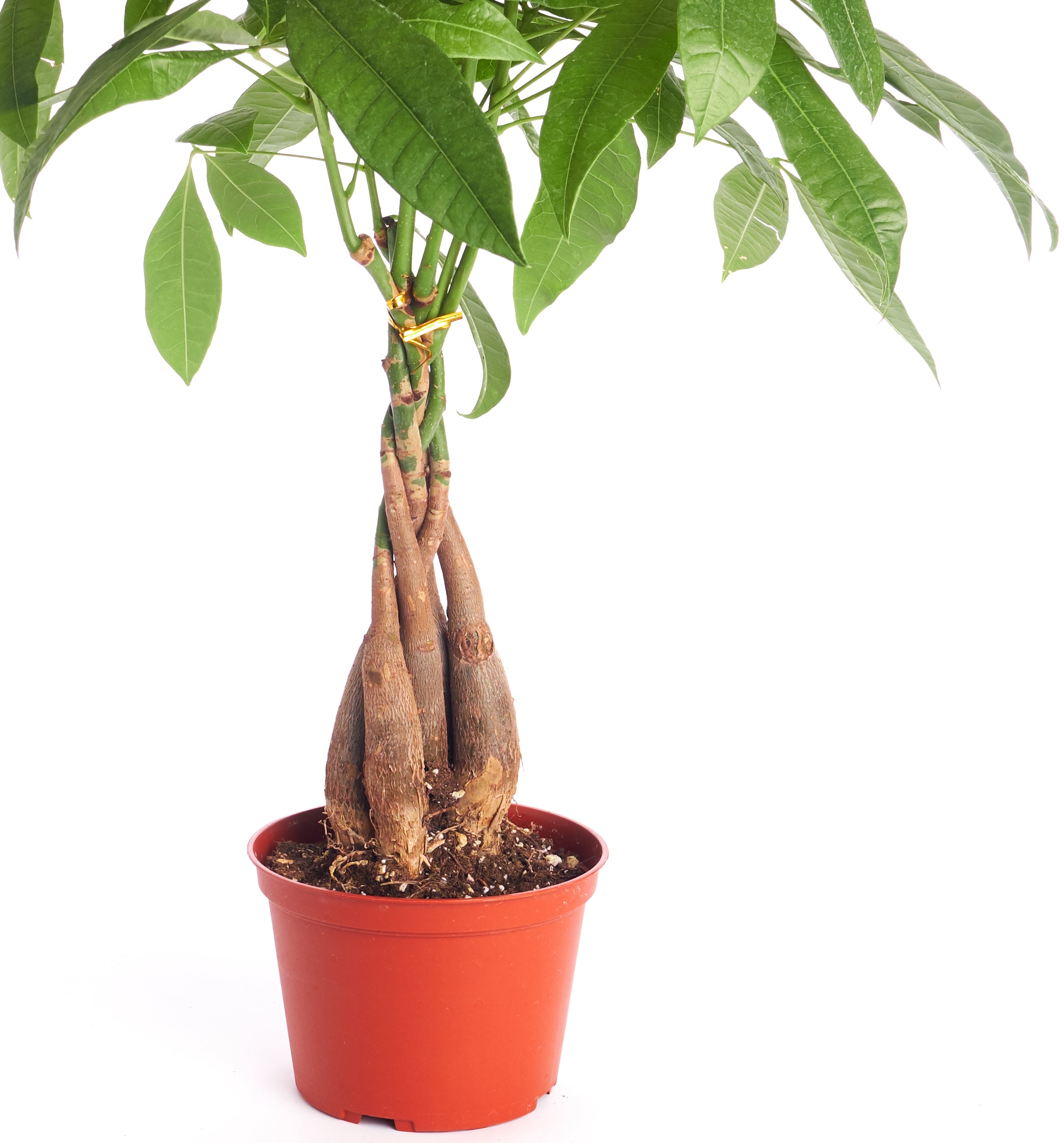 Pachira aquatica 'Money Tree'-mmluna