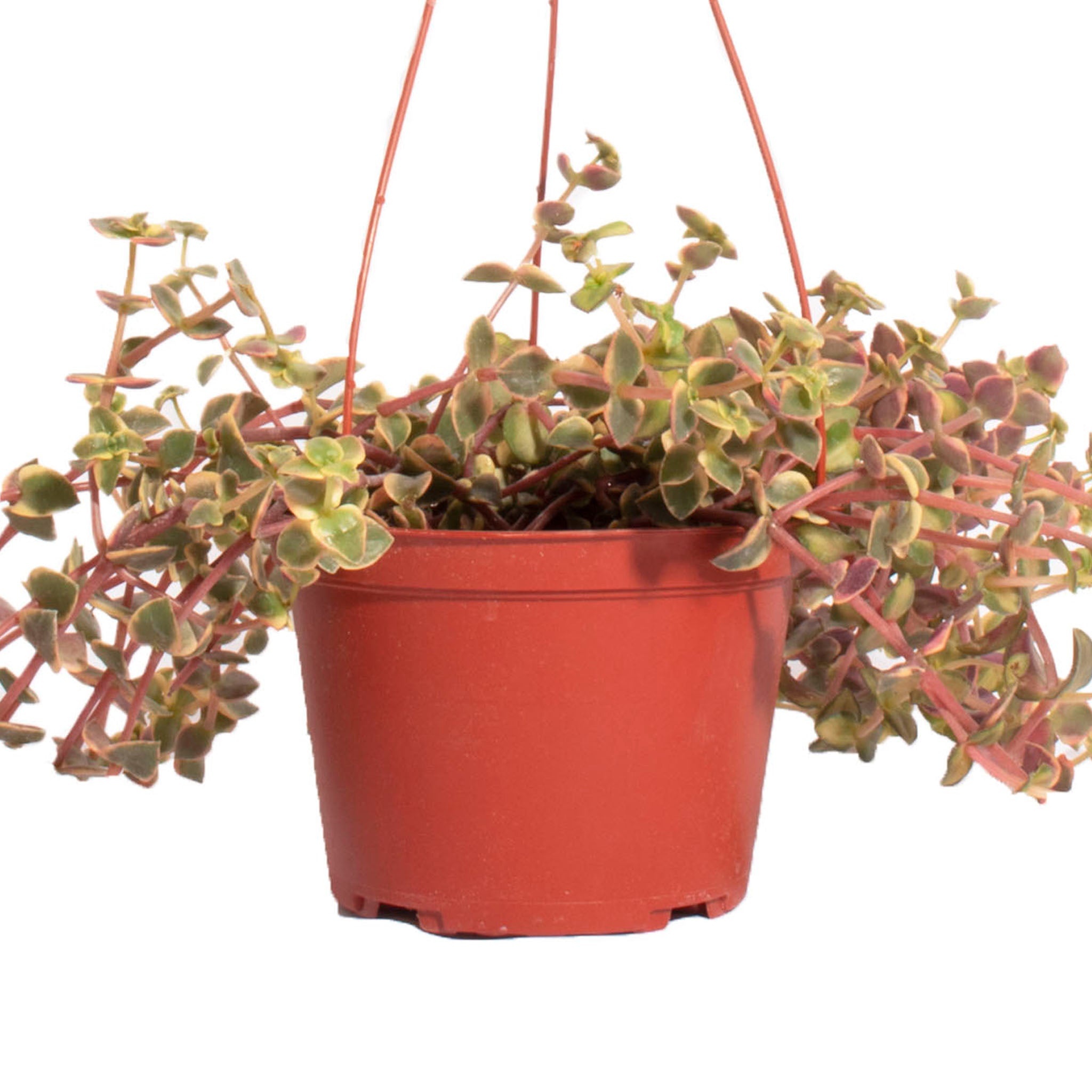 Crassula Pellucida Variegata 'Calico Kitten'-mmluna