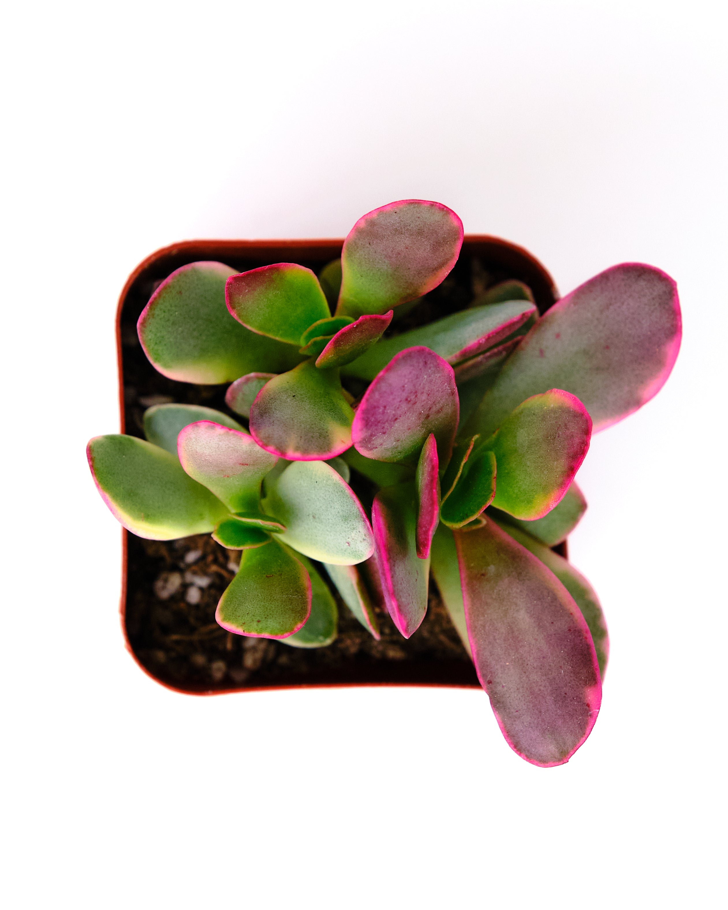 Crassula ovata variegata 'Rainbow Jade'-mmluna