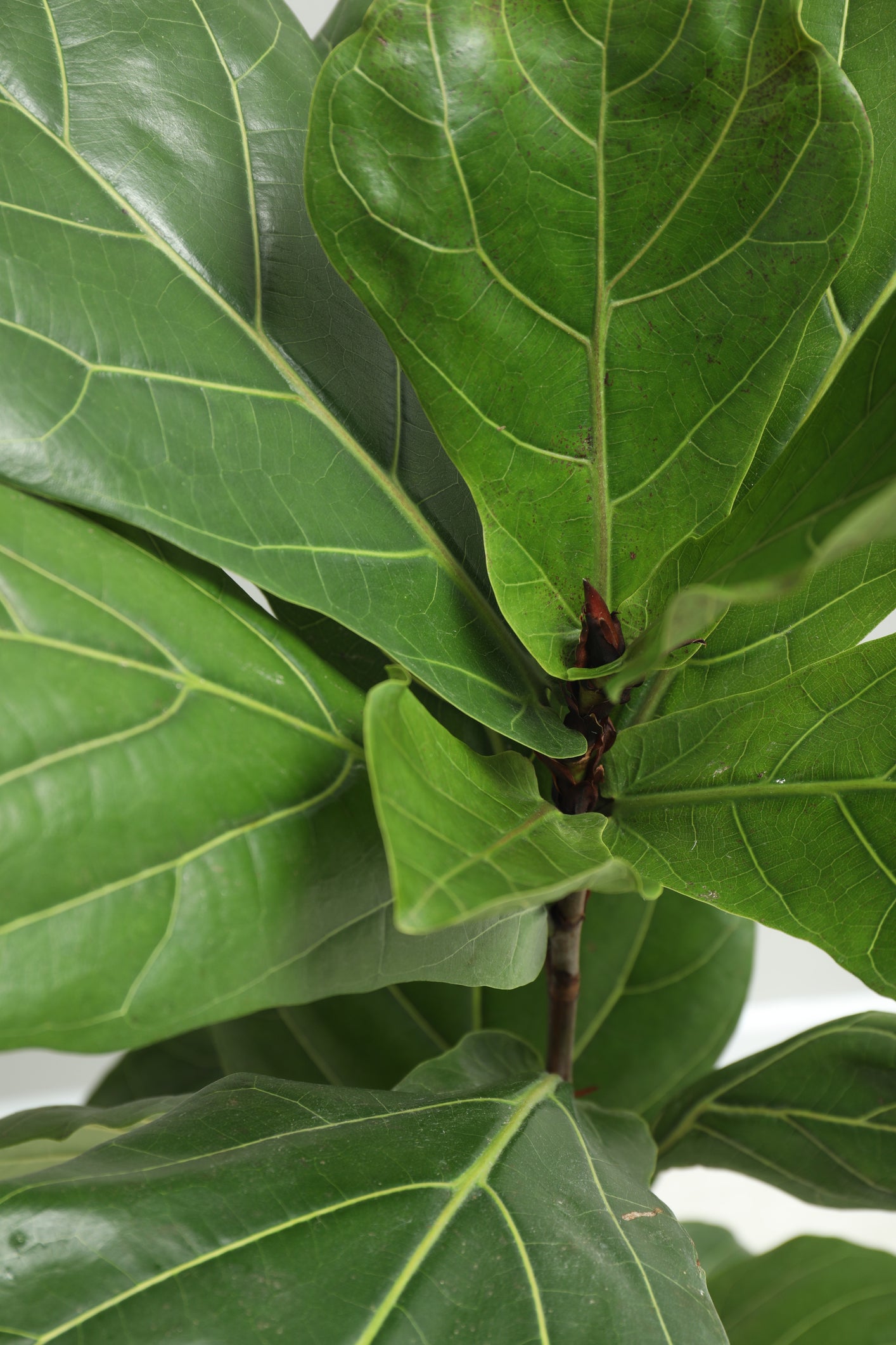 Ficus Lyrata "Fiddle Leaf Fig"-mmluna