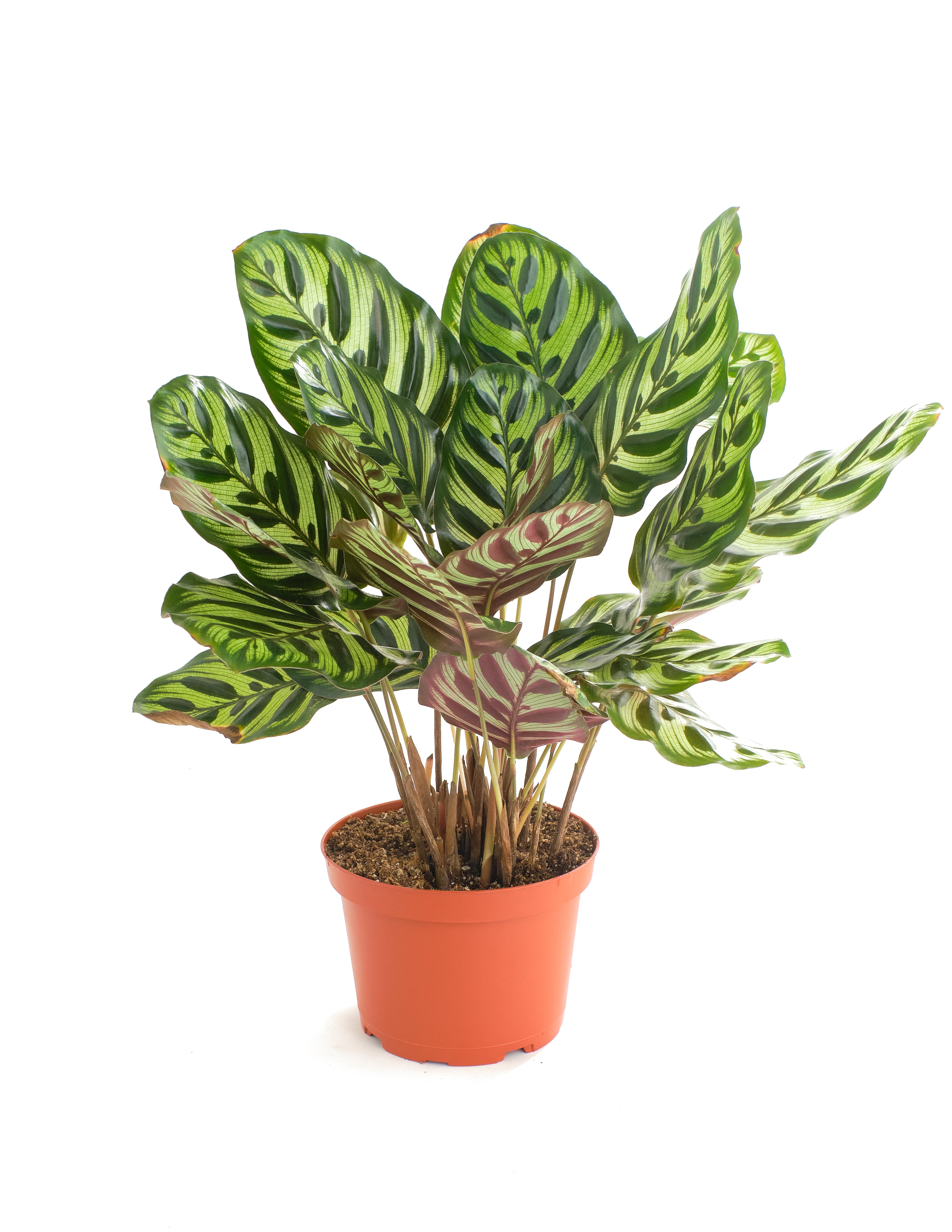 Calathea Makoyana 'Peacock Prayer Plant'-mmluna