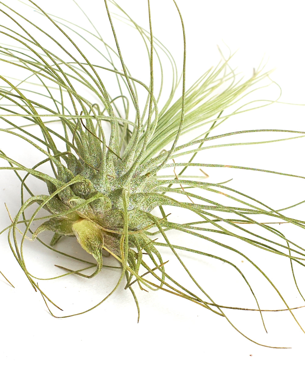 Tillandsia Argentea Fuchsii-mmluna