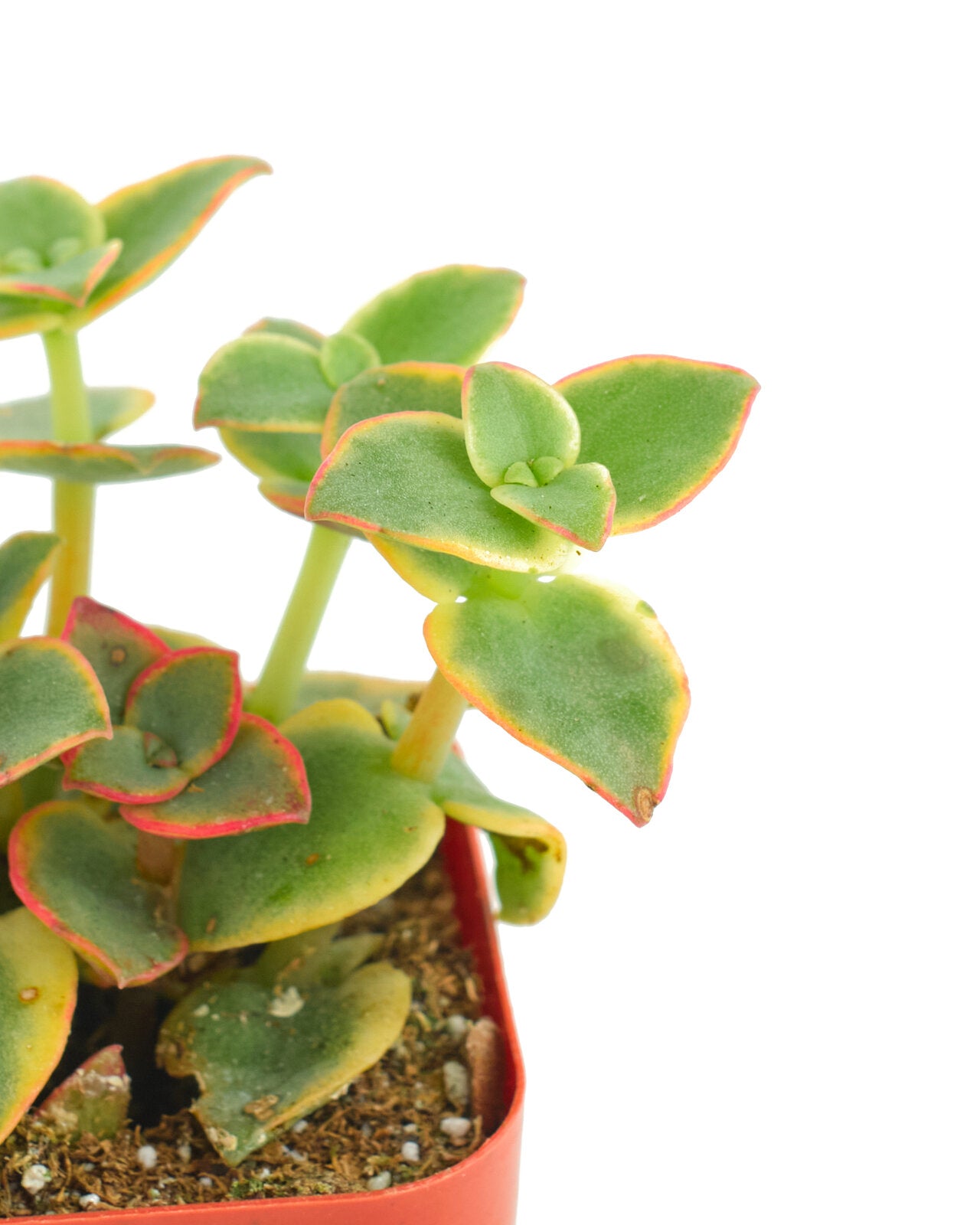 Crassula Pellucida Variegata 'Calico Kitten'-mmluna