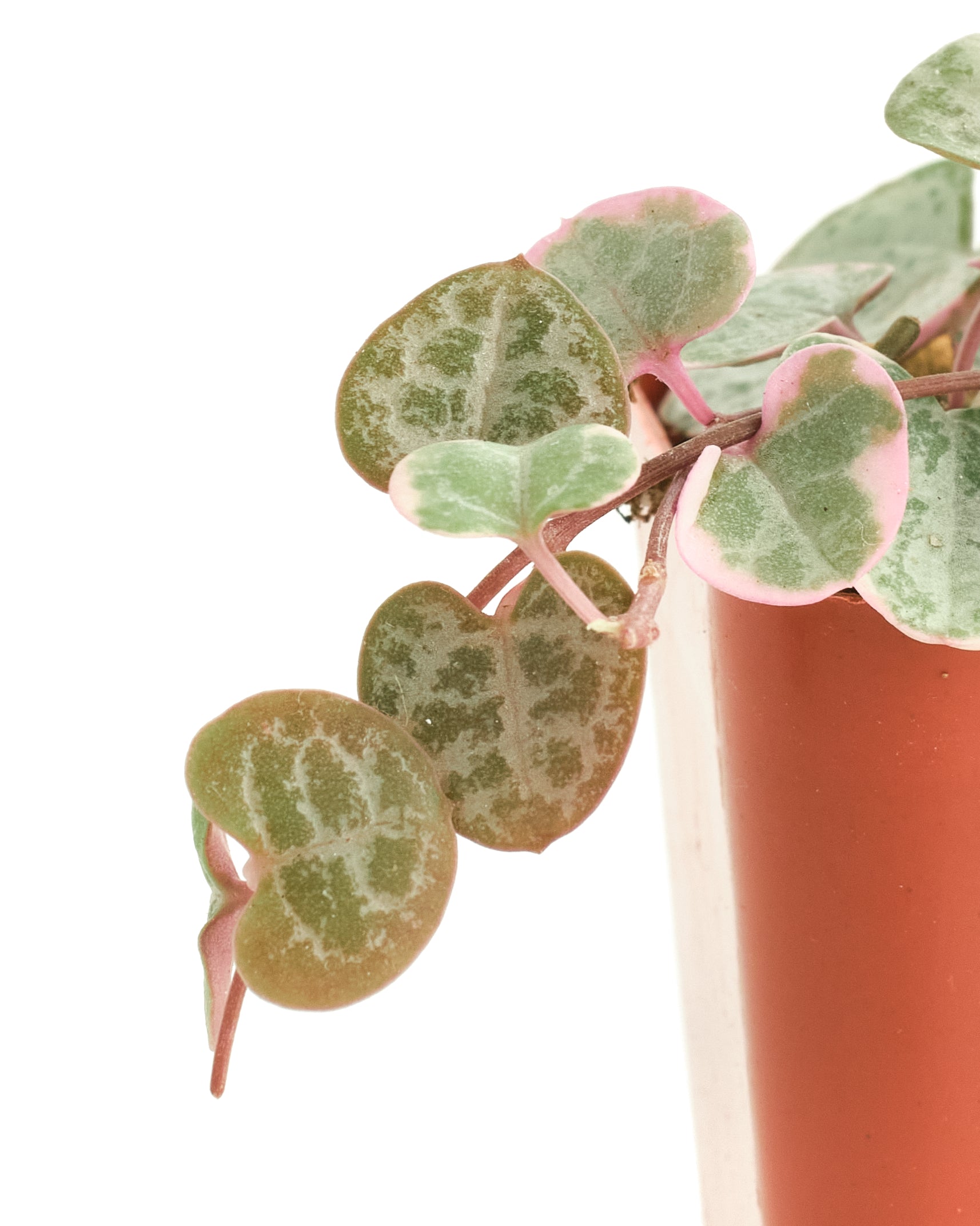 Ceropegia Woodii f. Variegata 'Variegated String of Hearts'-mmluna