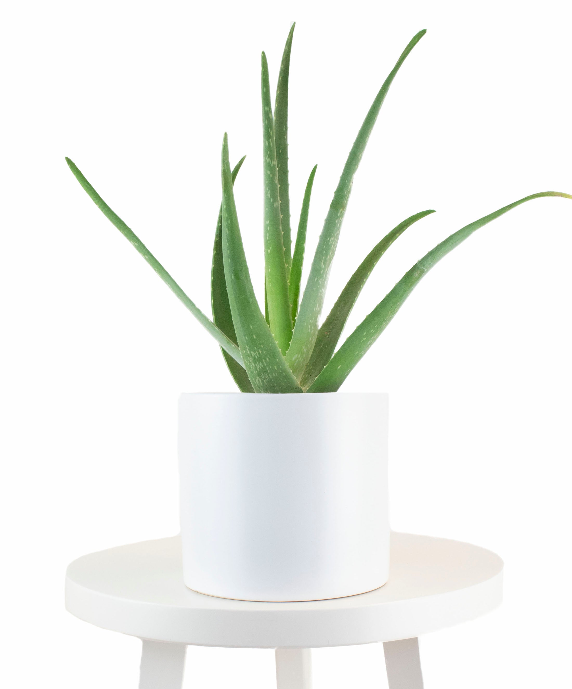 Aloe Vera House Plant in White Ceramic Cylinder Planter-mmluna