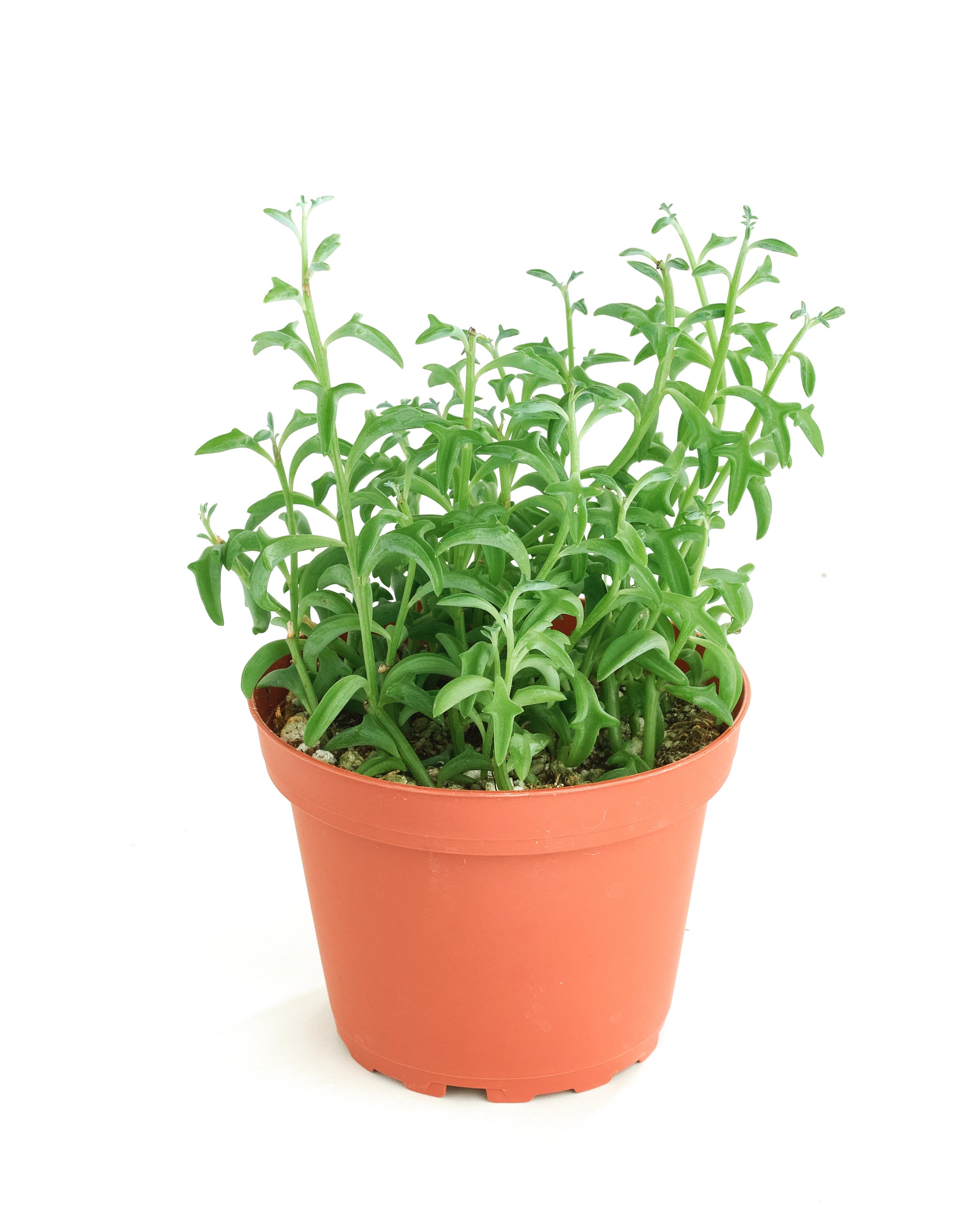 Senecio peregrinus 'String of Dolphins'-mmluna