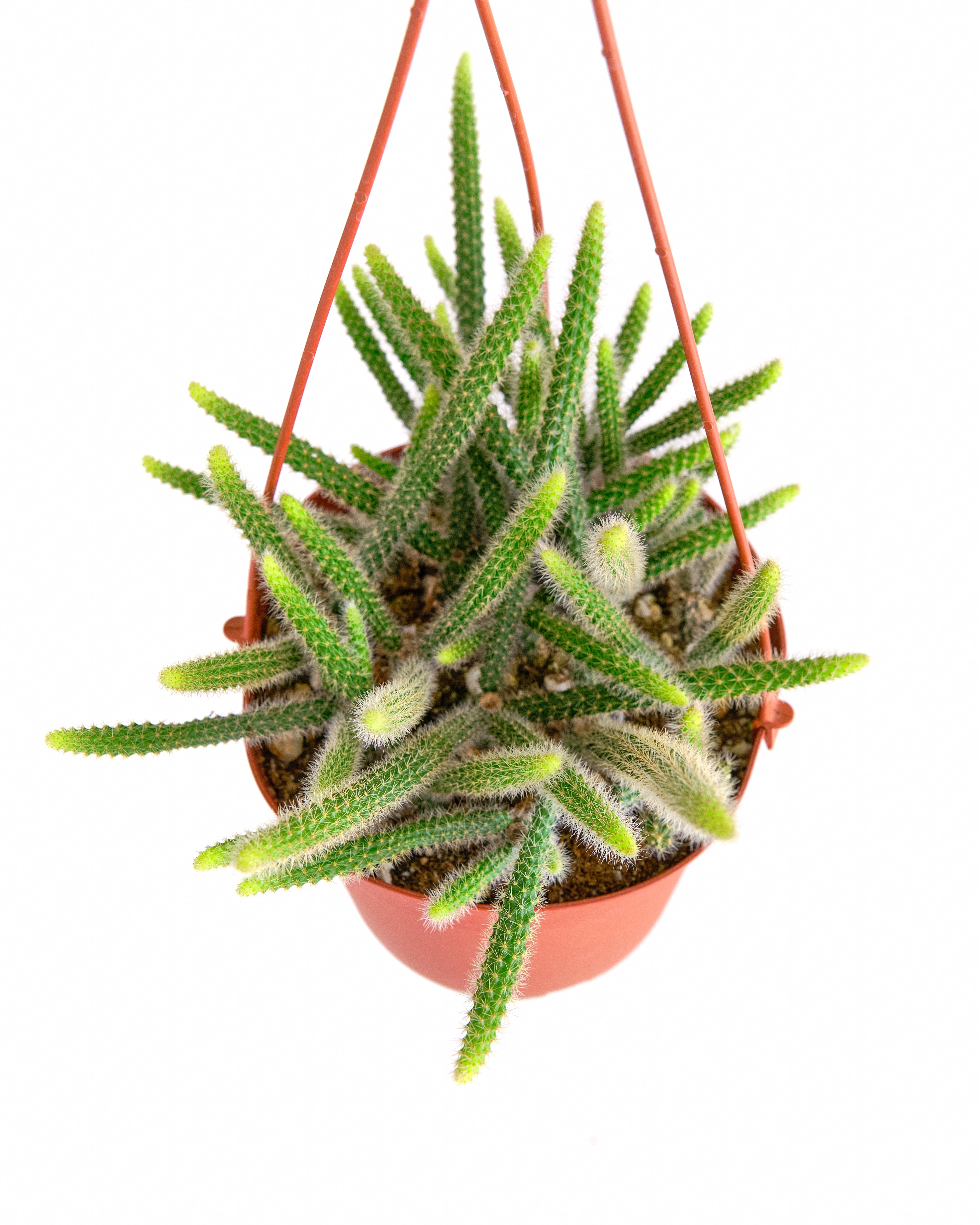 Rat's Tail Cactus Plant "Aporocactus Flagelliformis"-mmluna