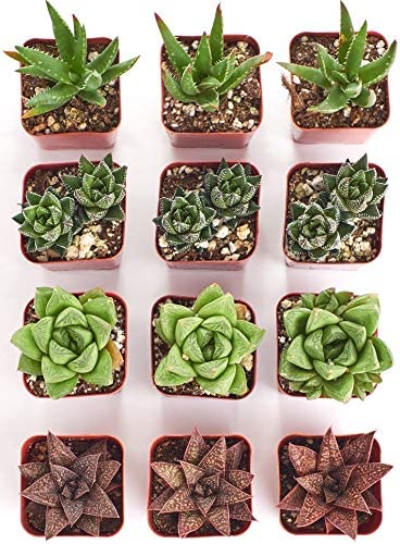 Assorted Mini Aloe & Haworthia Collection-mmluna