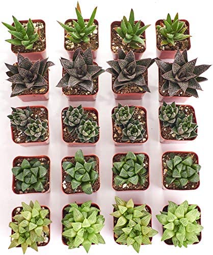 Assorted Mini Aloe & Haworthia Collection-mmluna
