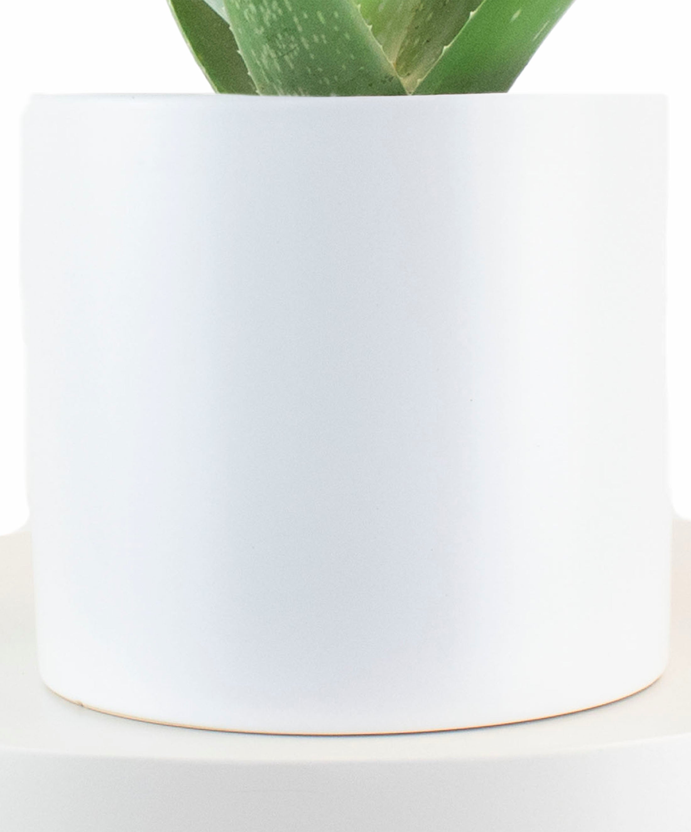 Aloe Vera House Plant in White Ceramic Cylinder Planter-mmluna