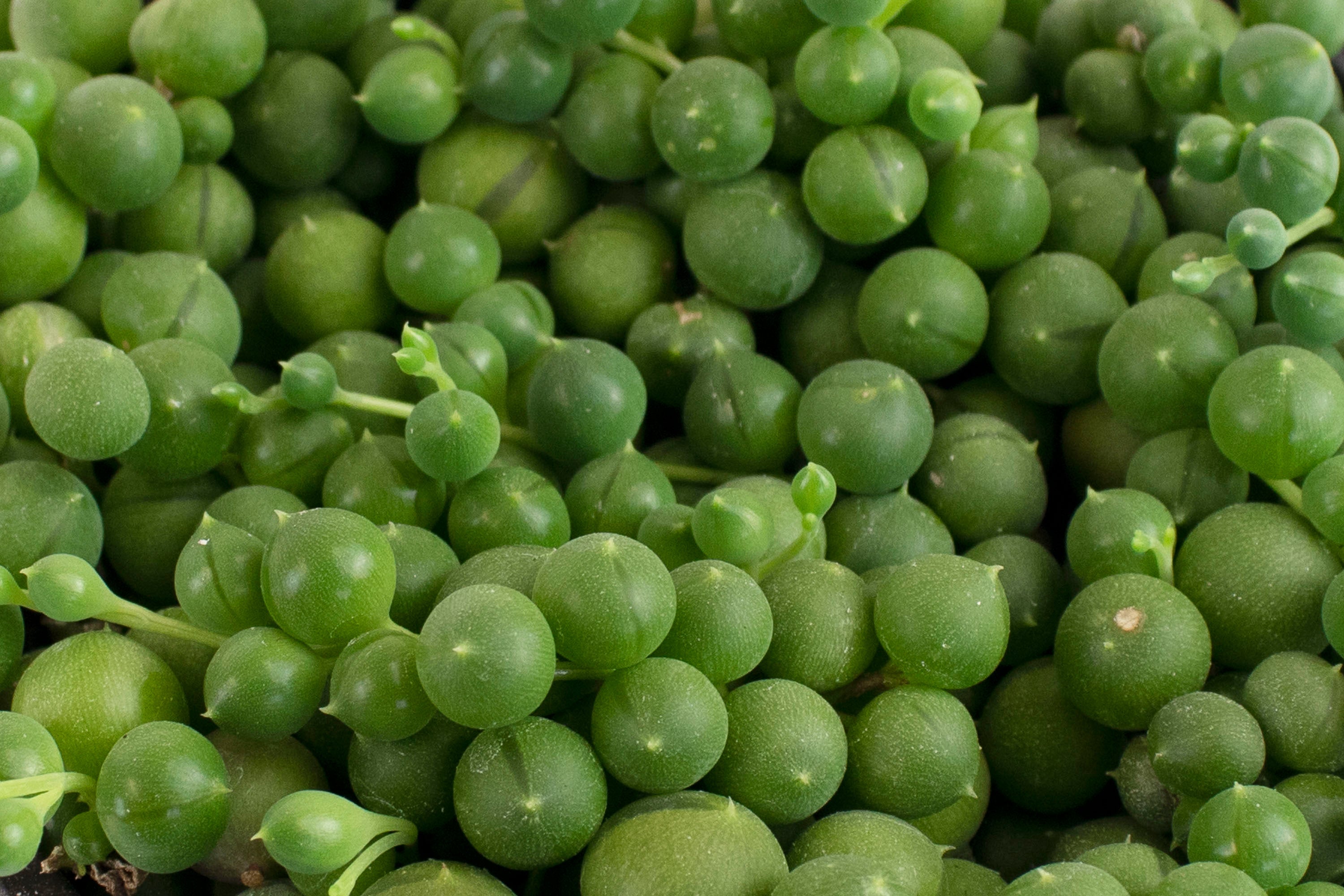 Senecio Rowleyanus 'String of Pearls'-mmluna