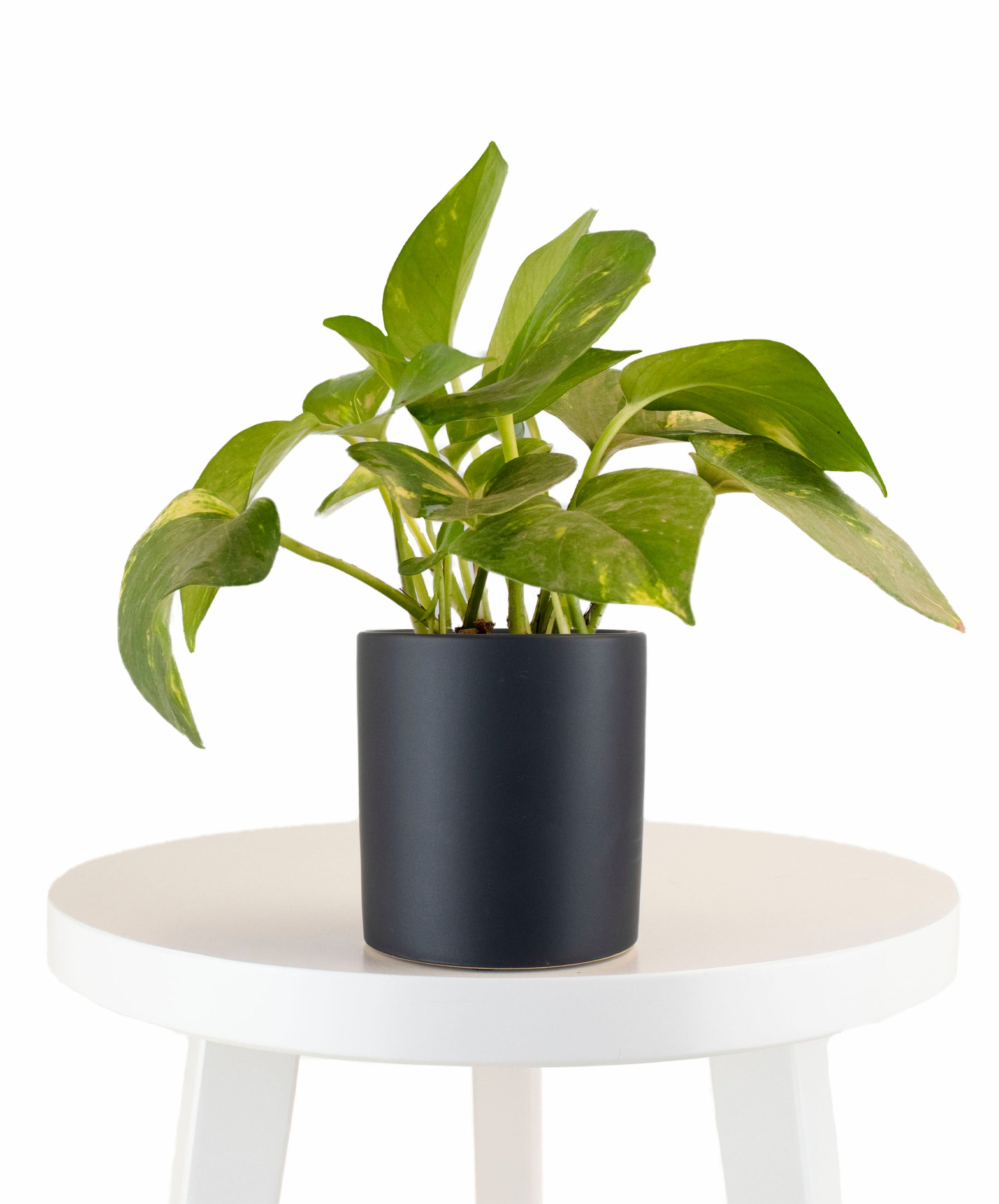 Epipremnum aureum 'Pothos' in Black Ceramic Cylinder Planter-mmluna