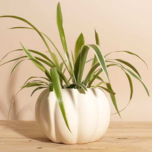 Ivory Ceramic Pumpkin Planter with Spider Plant-mmluna