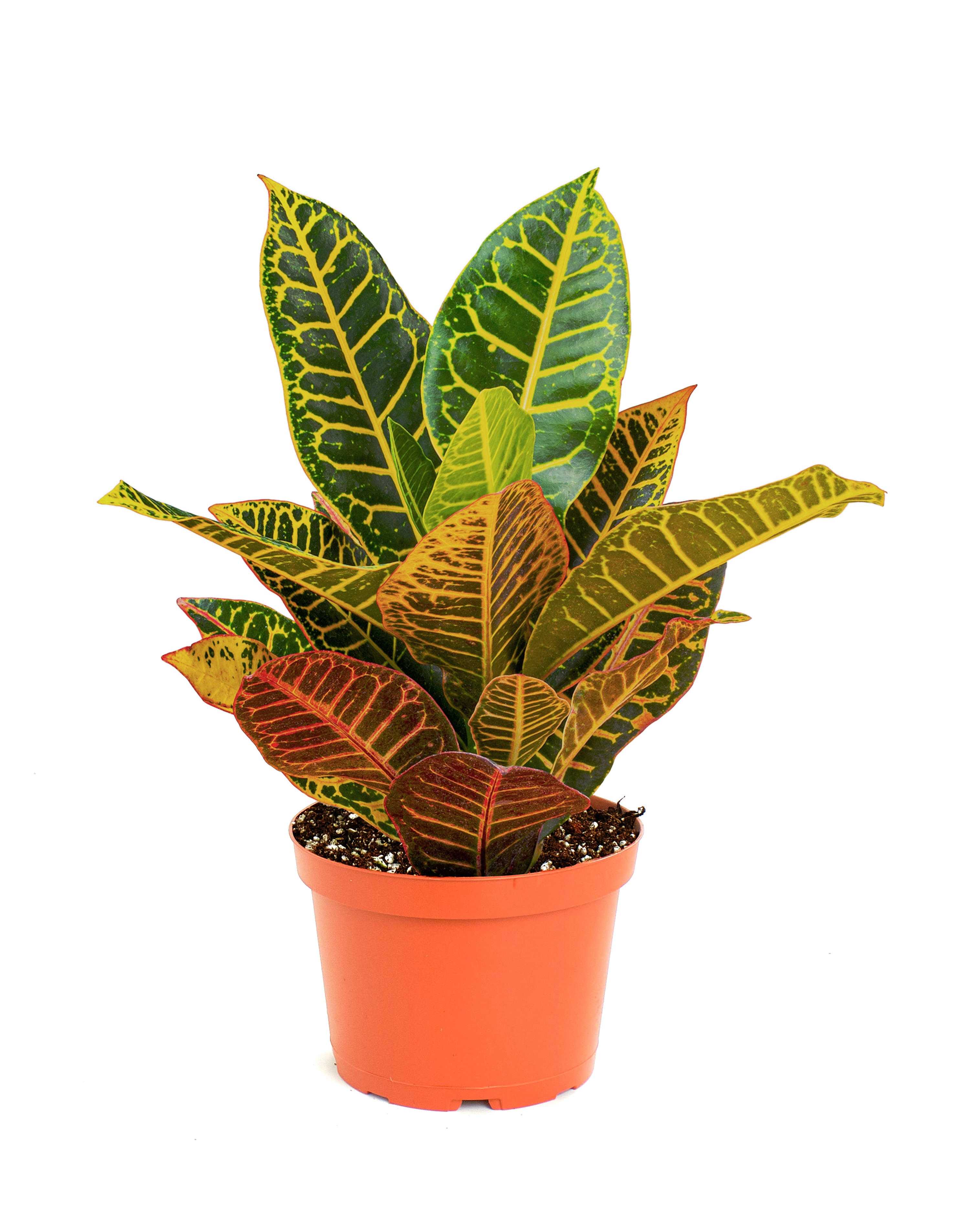 Codiaeum variegatum 'Petra'-mmluna