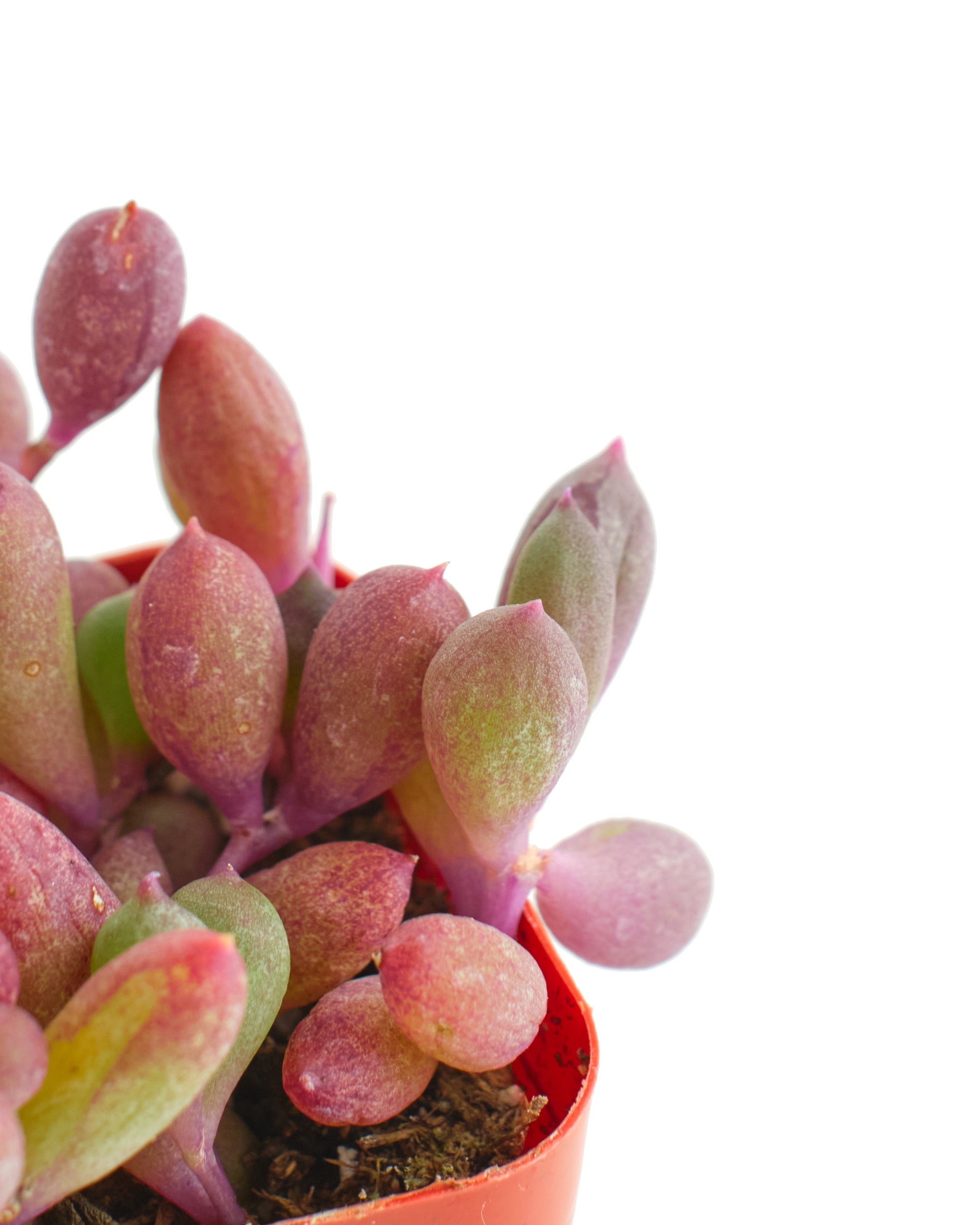 Othonna Capensis 'Ruby Necklace'-mmluna