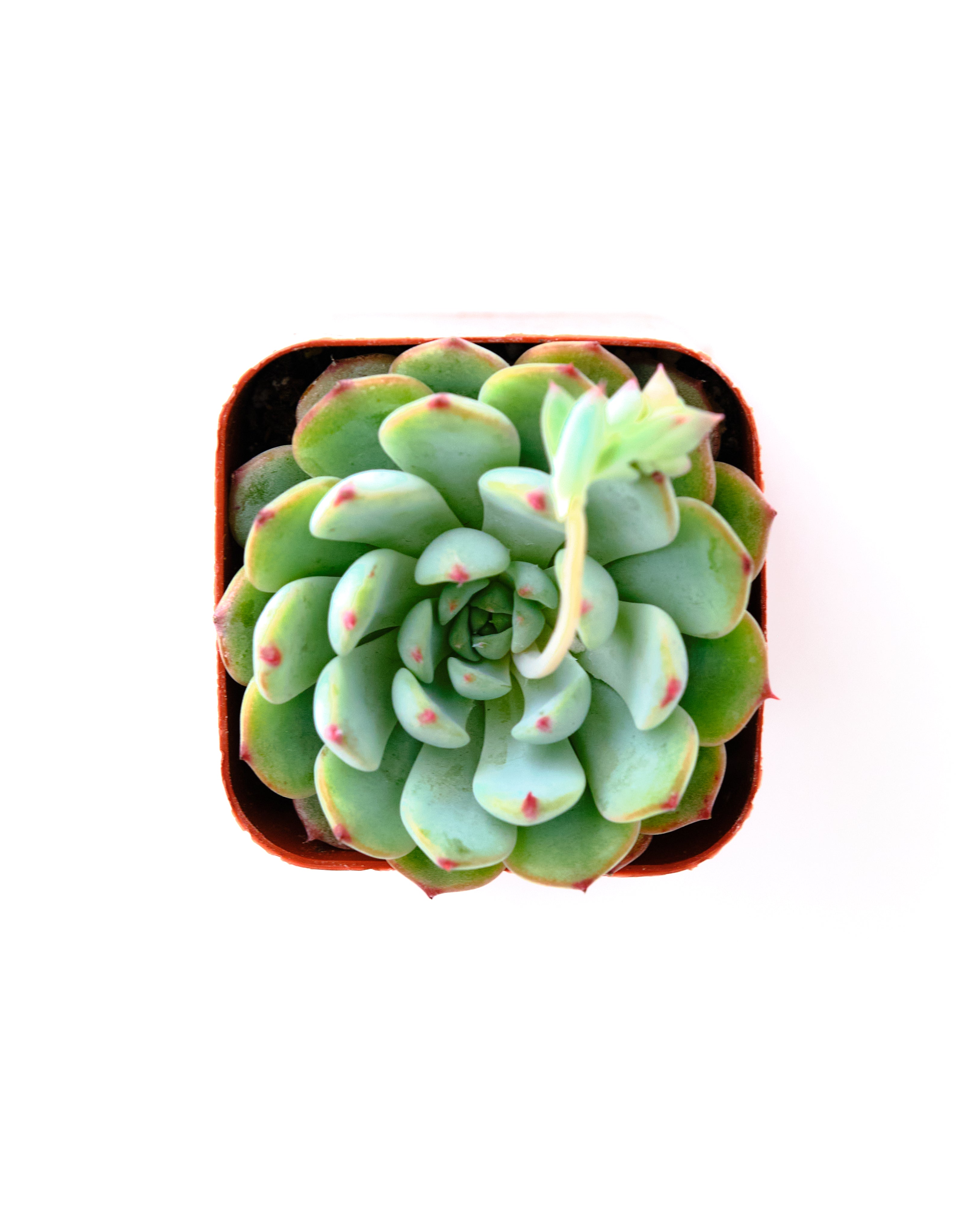 Echeveria 'Minima'-mmluna