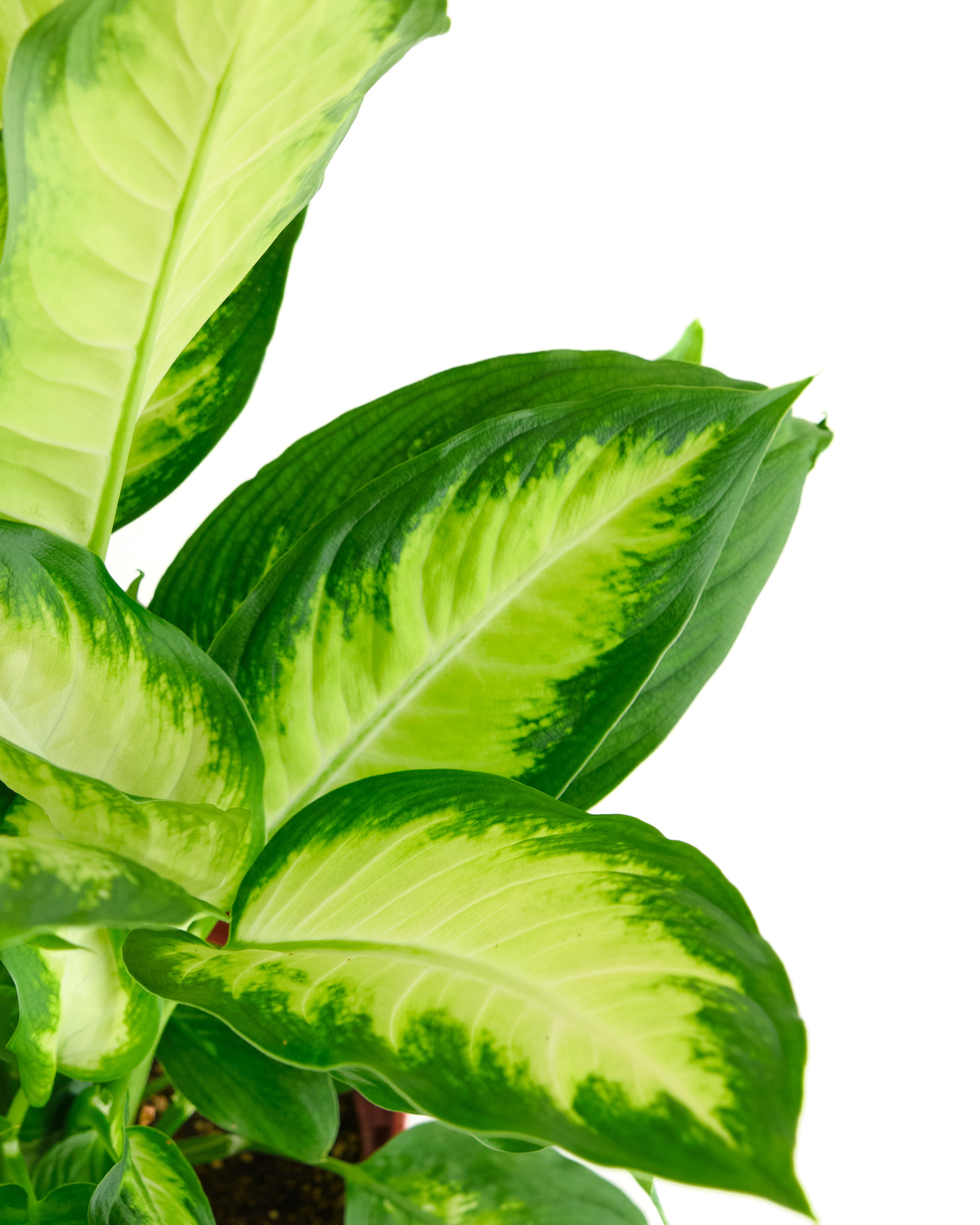 Dieffenbachia Camille-mmluna