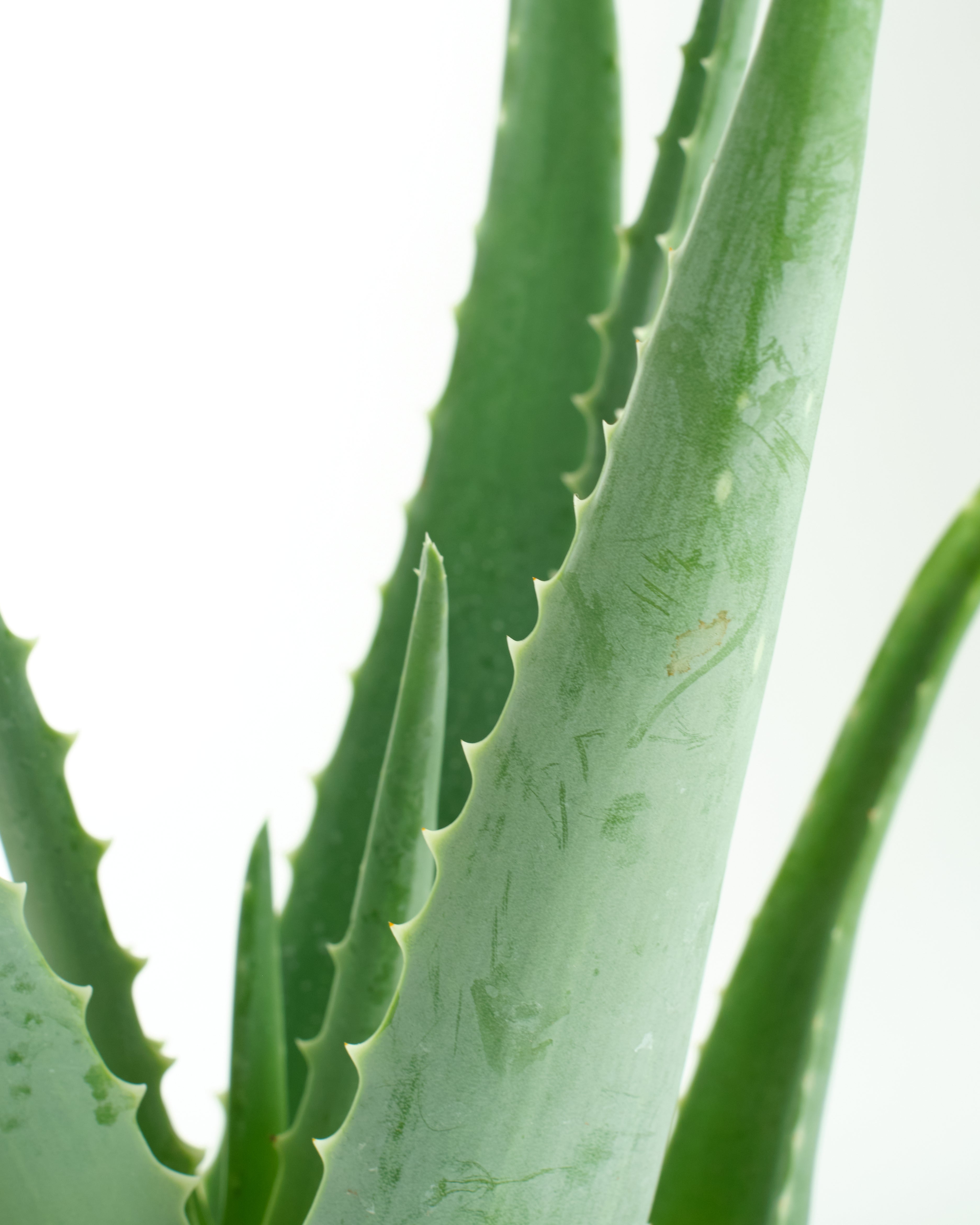 Aloe Vera Plant-mmluna