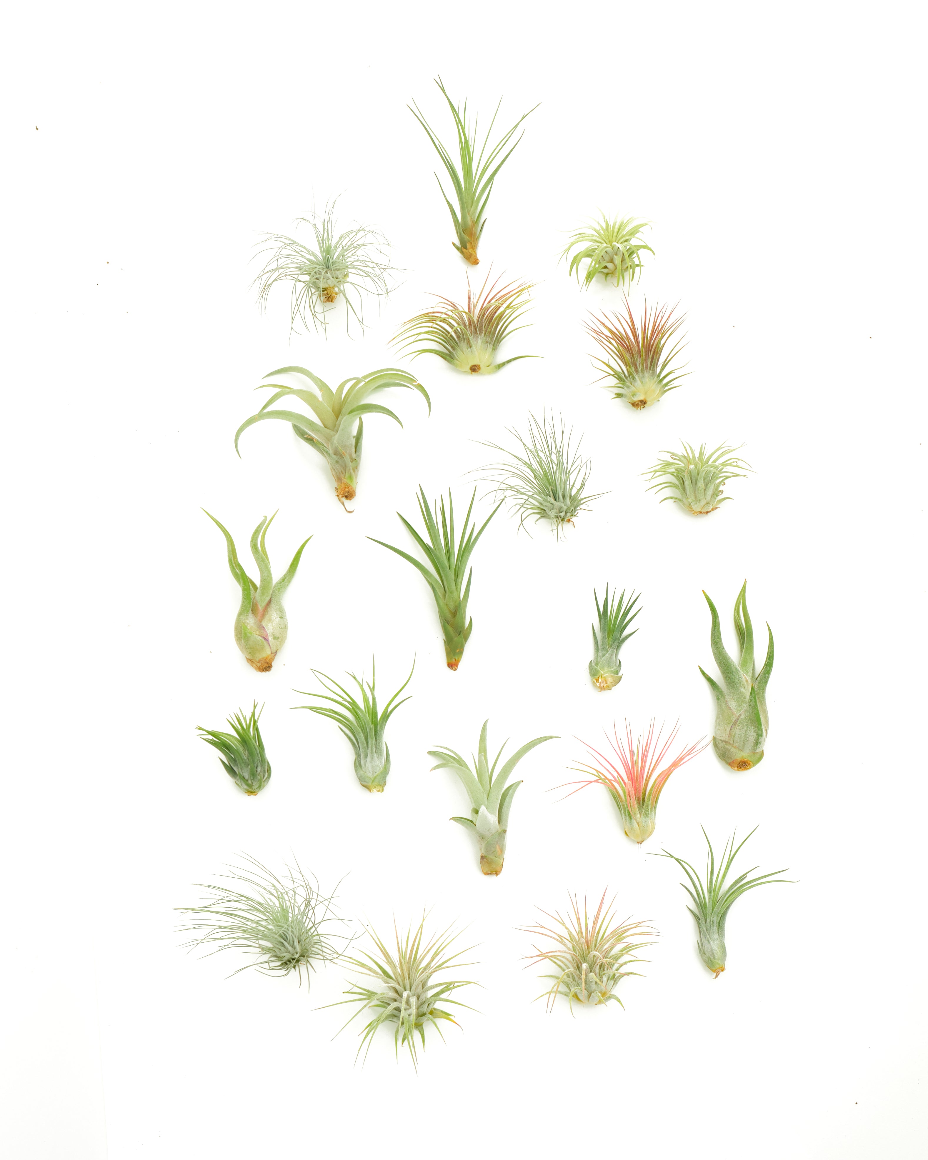 Assorted Mini Air Plant Collection-mmluna