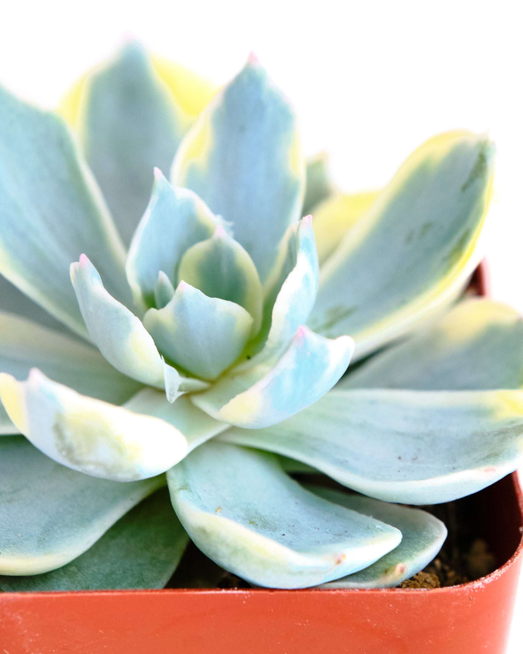 Echeveria 'Variegated Subsessilis'-mmluna