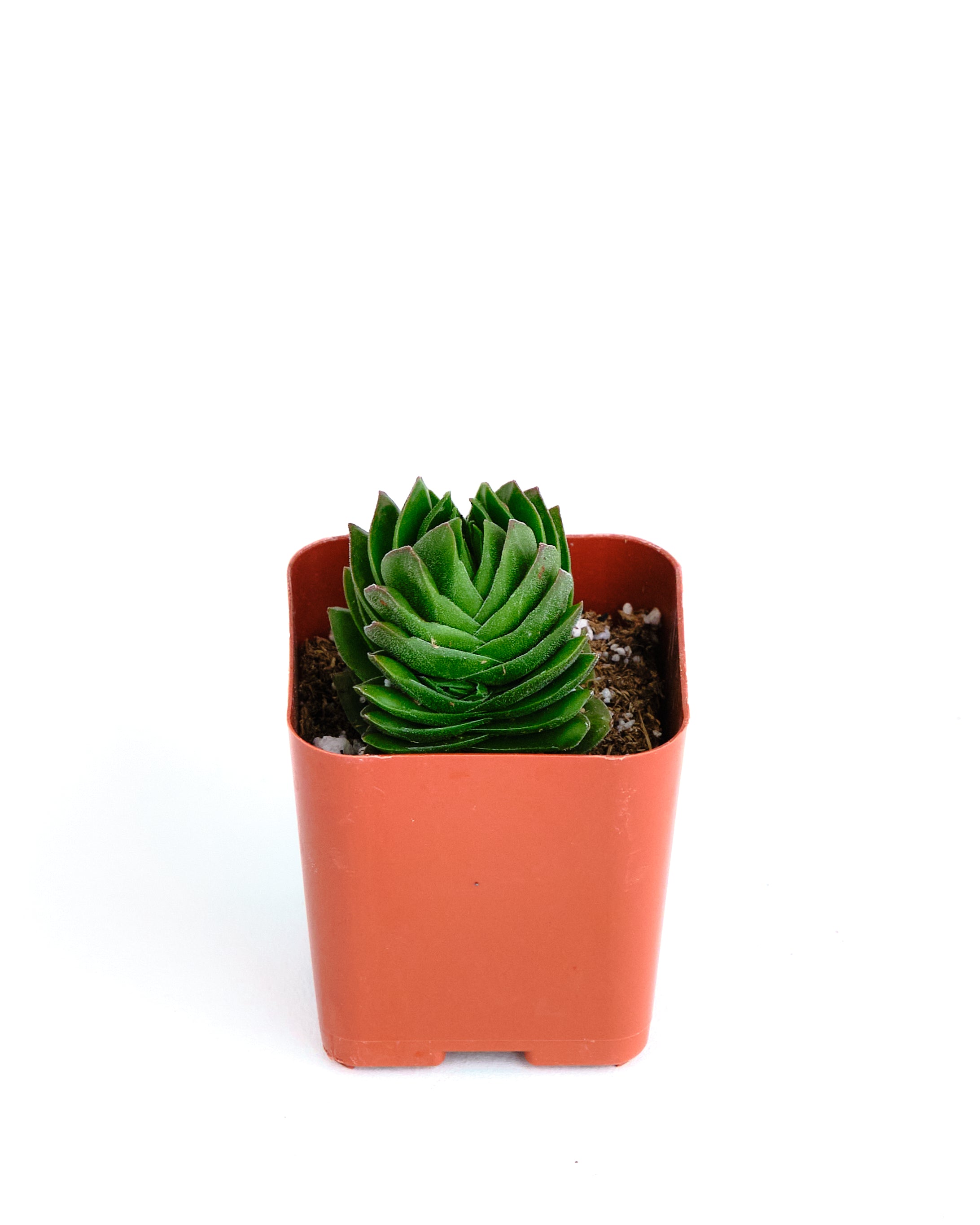 Crassula pyramidalis 'Buddha Temple'-mmluna