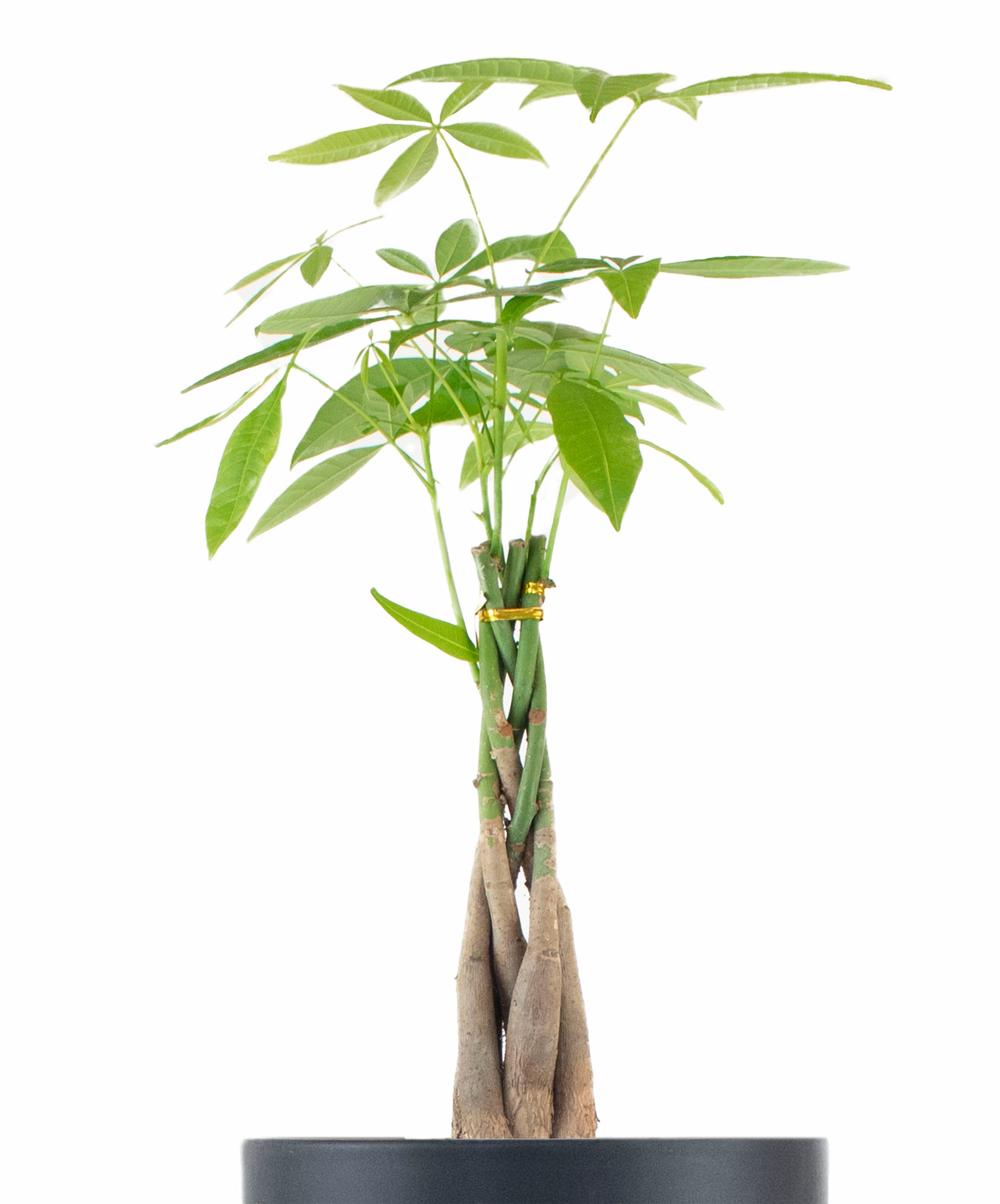 Money Tree Plant in Black Ceramic Cylinder Planter-mmluna