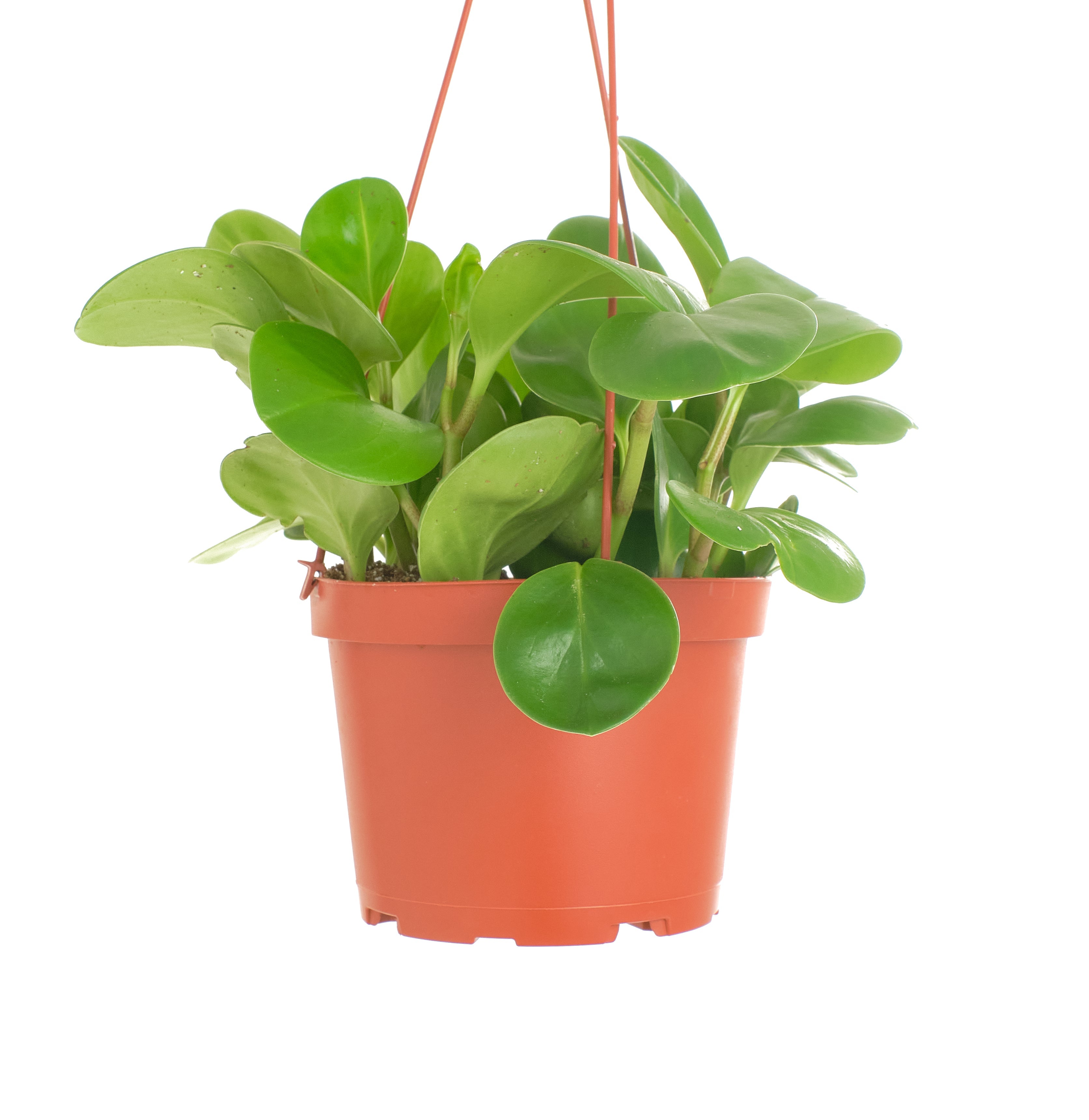 Peperomia Obtusifolia 'Baby Rubber Plant'-mmluna