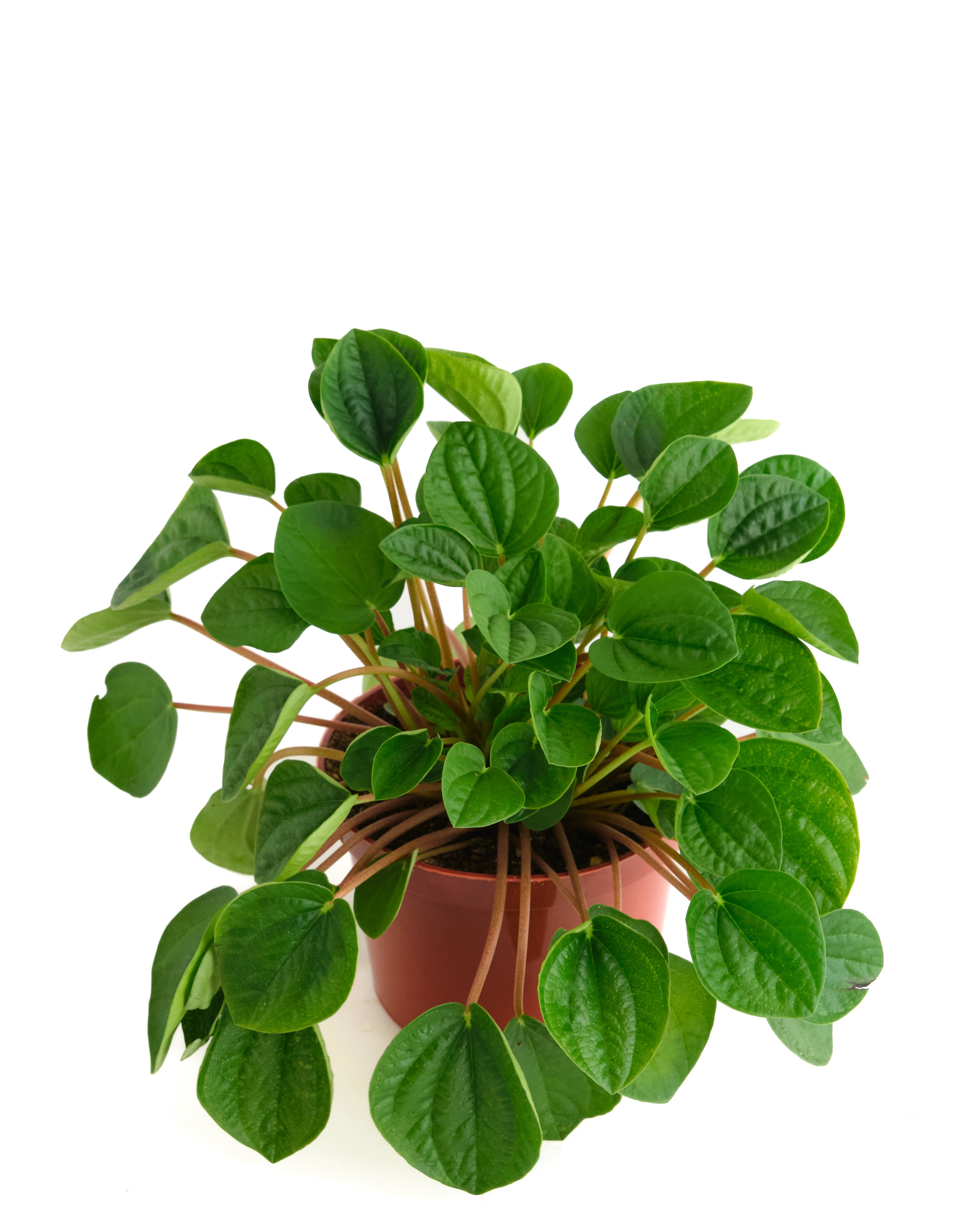 Peperomia Verde-mmluna