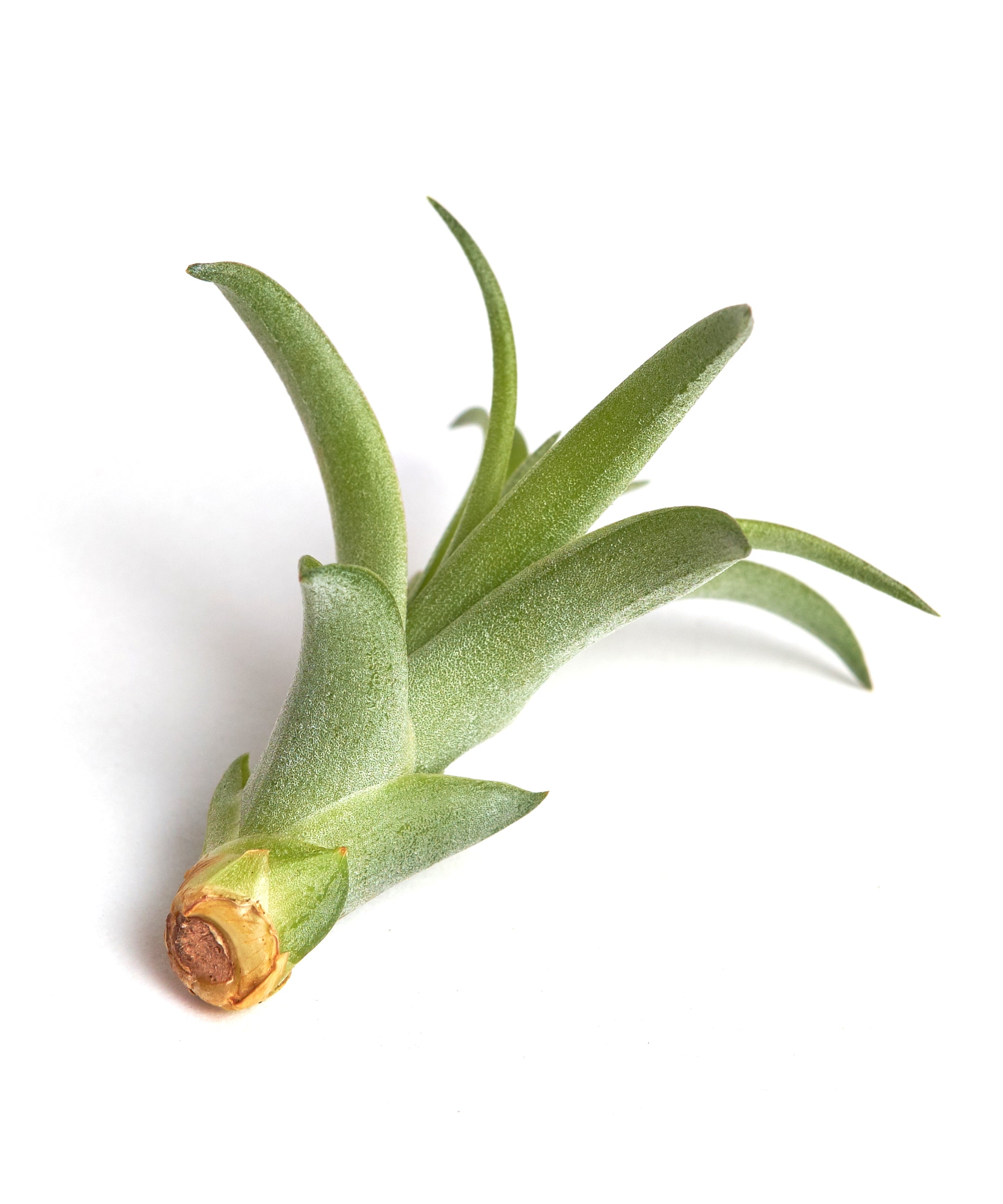 Tillandsia Brachycaulos-mmluna