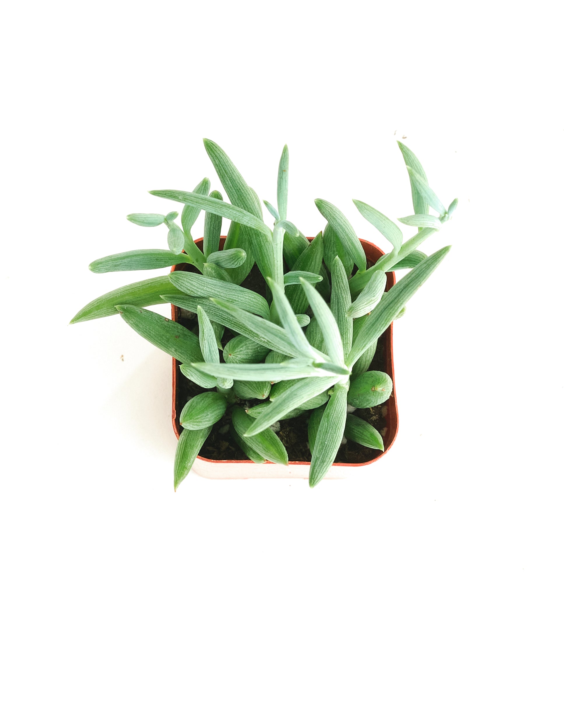 Senecio Radicans 'String of Fishhooks'-mmluna