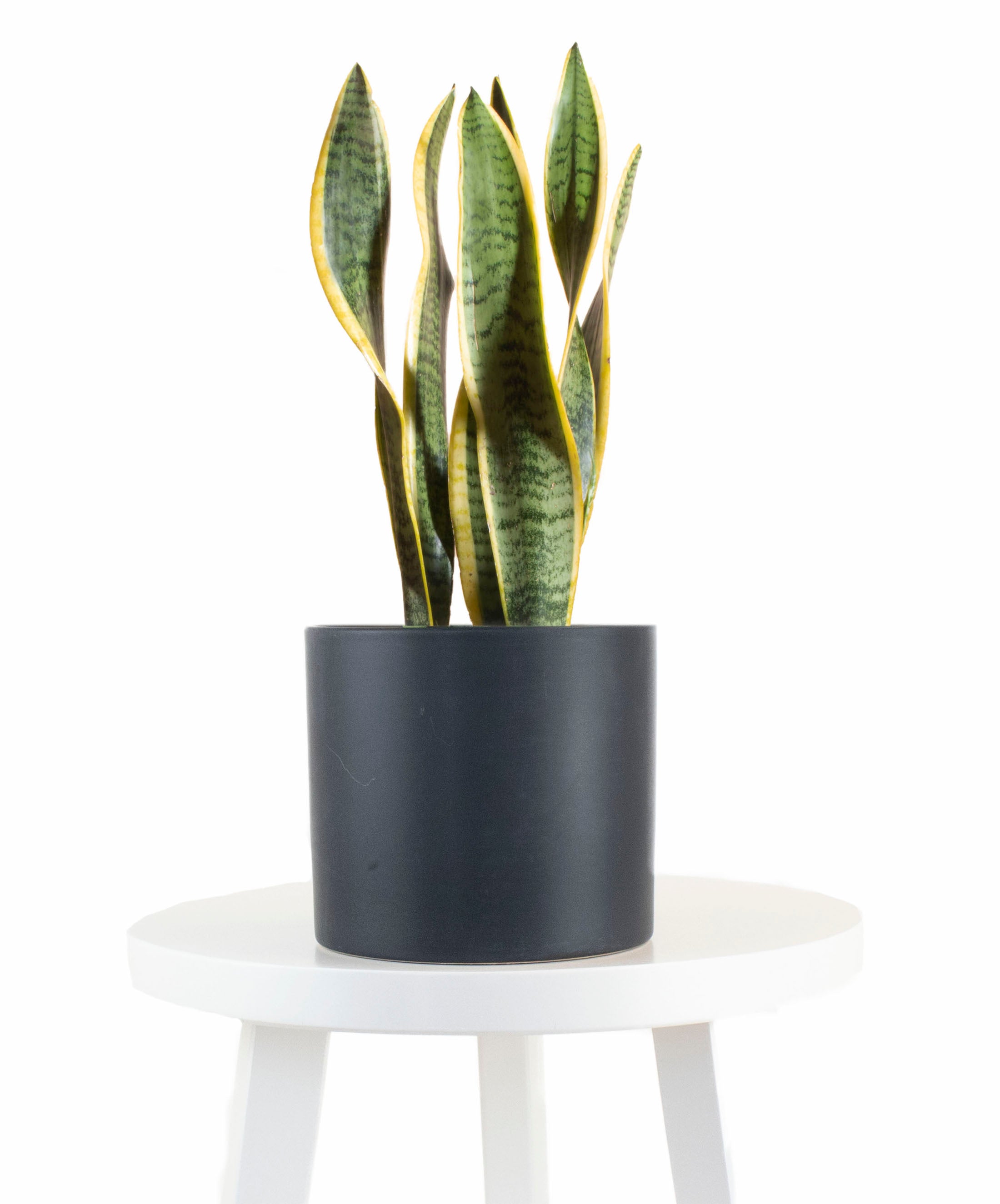 Sansevieria Laurentii in Black Ceramic Cylinder Planter-mmluna