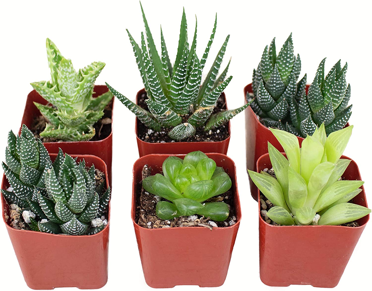 Assorted Mini Aloe & Haworthia Collection-mmluna