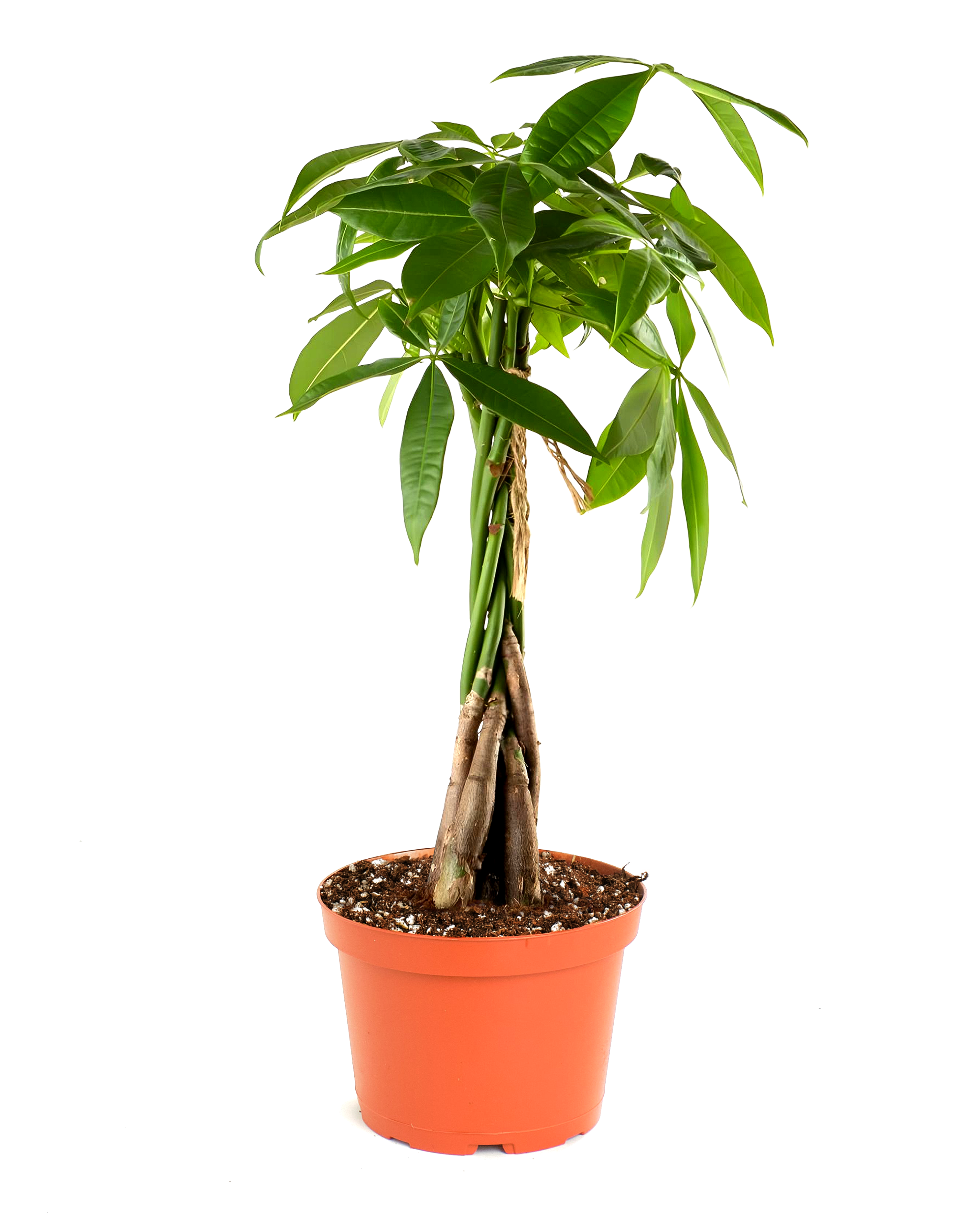 Pachira aquatica 'Money Tree'-mmluna
