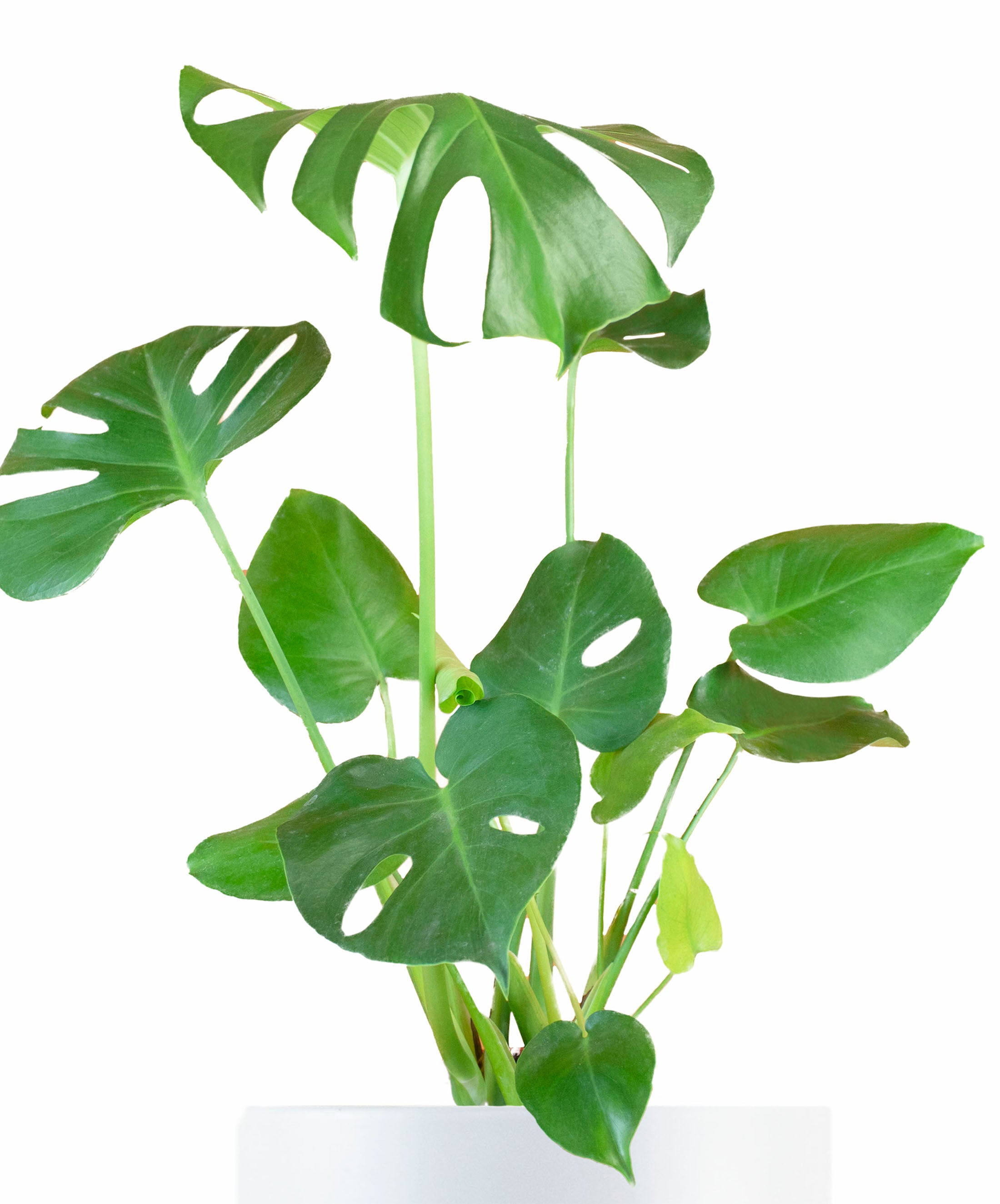 Monstera Deliciosa in White Ceramic Cylinder Planter-mmluna