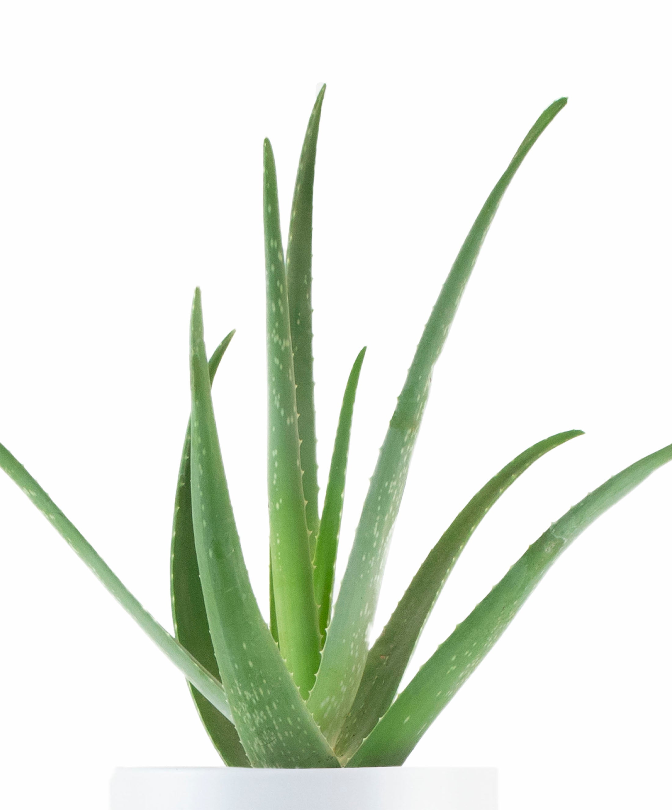 Aloe Vera House Plant in White Ceramic Cylinder Planter-mmluna