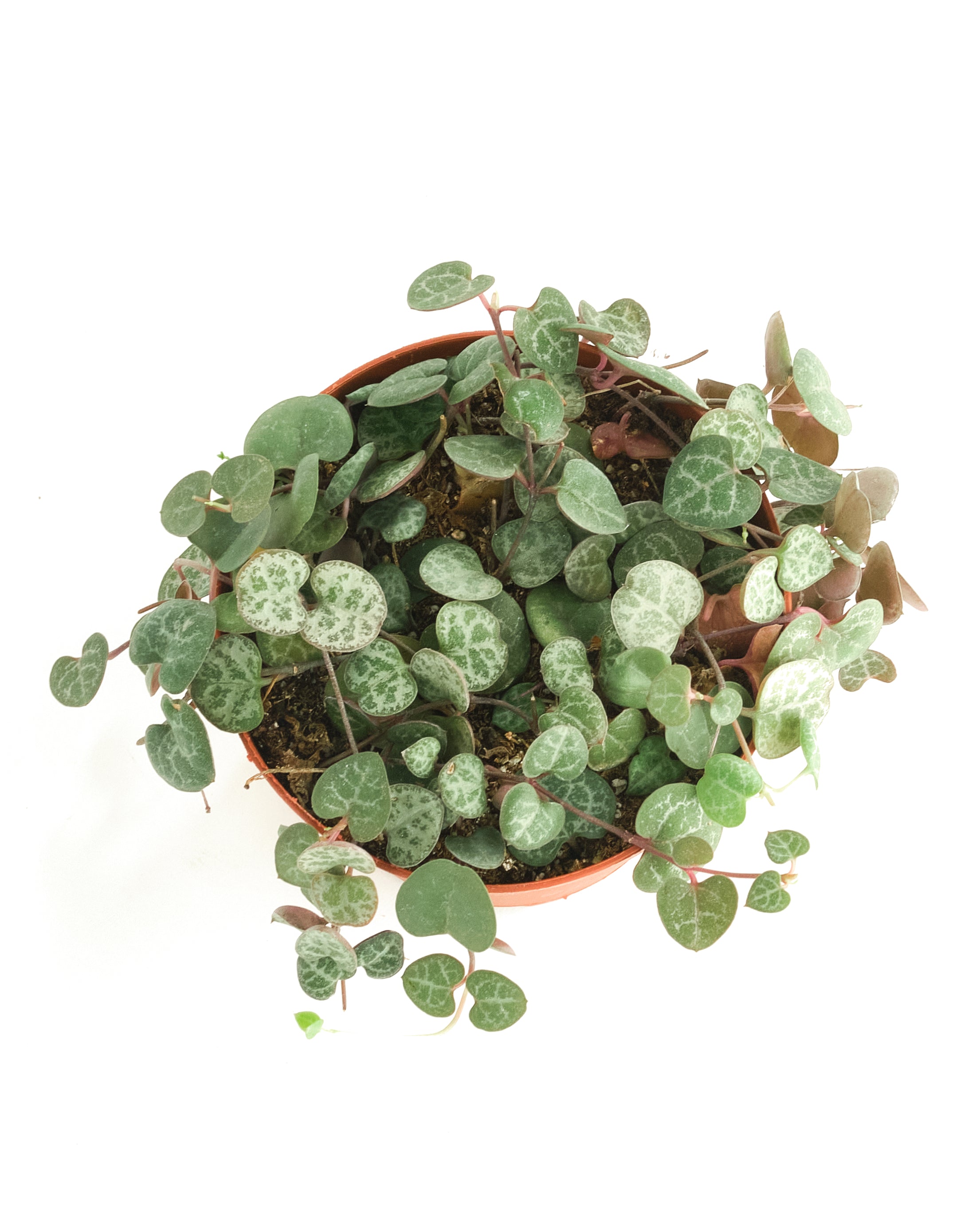 Ceropegia Woodii 'String of Hearts'-mmluna