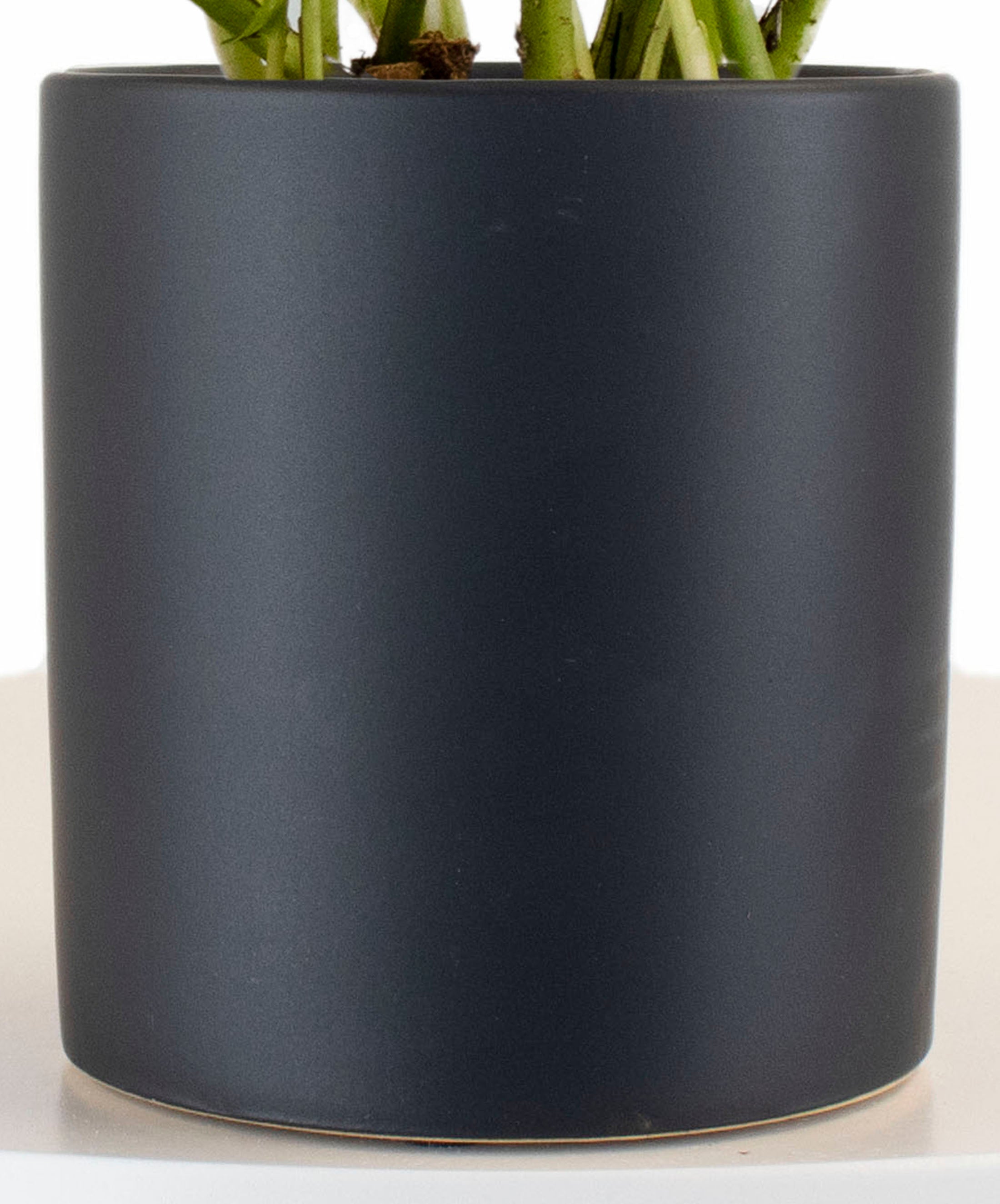 Epipremnum aureum 'Pothos' in Black Ceramic Cylinder Planter-mmluna
