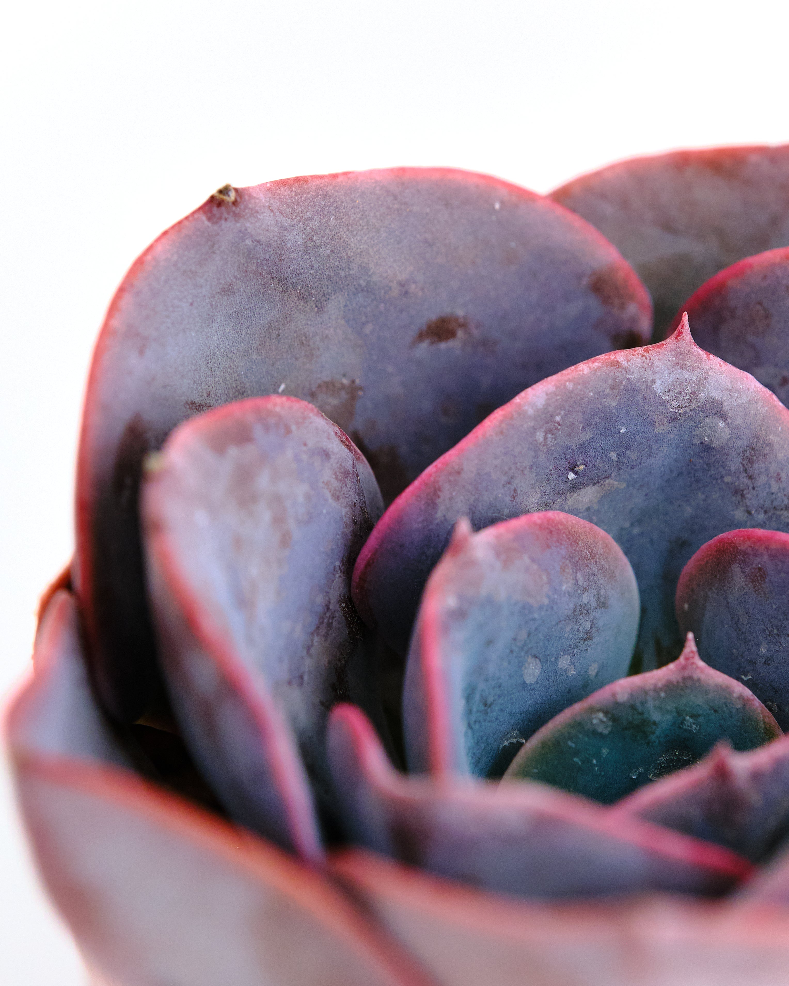 Echeveria 'Dusty Rose'-mmluna