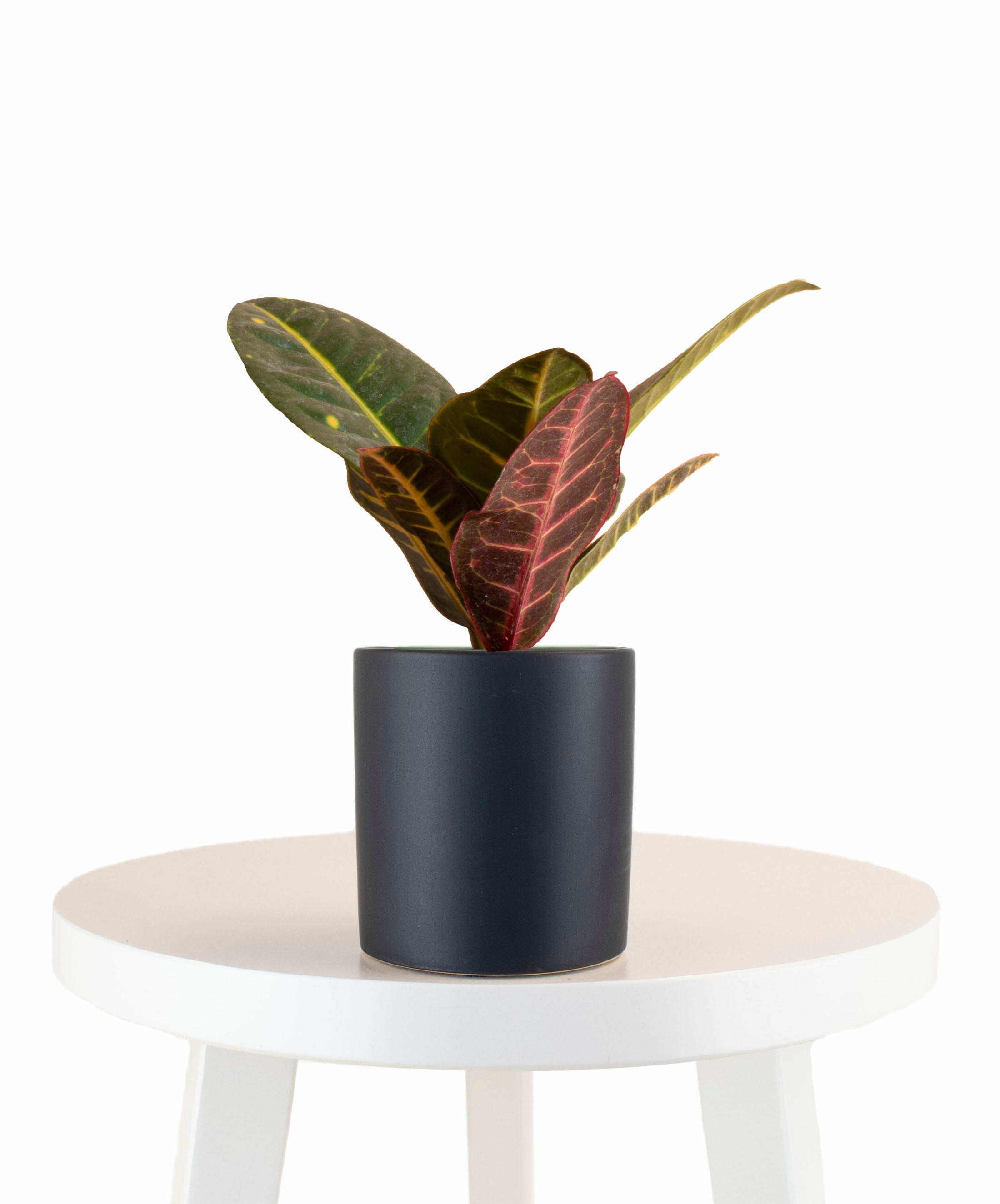 Croton Petra House Plant in Black Ceramic Cylinder Planter-mmluna