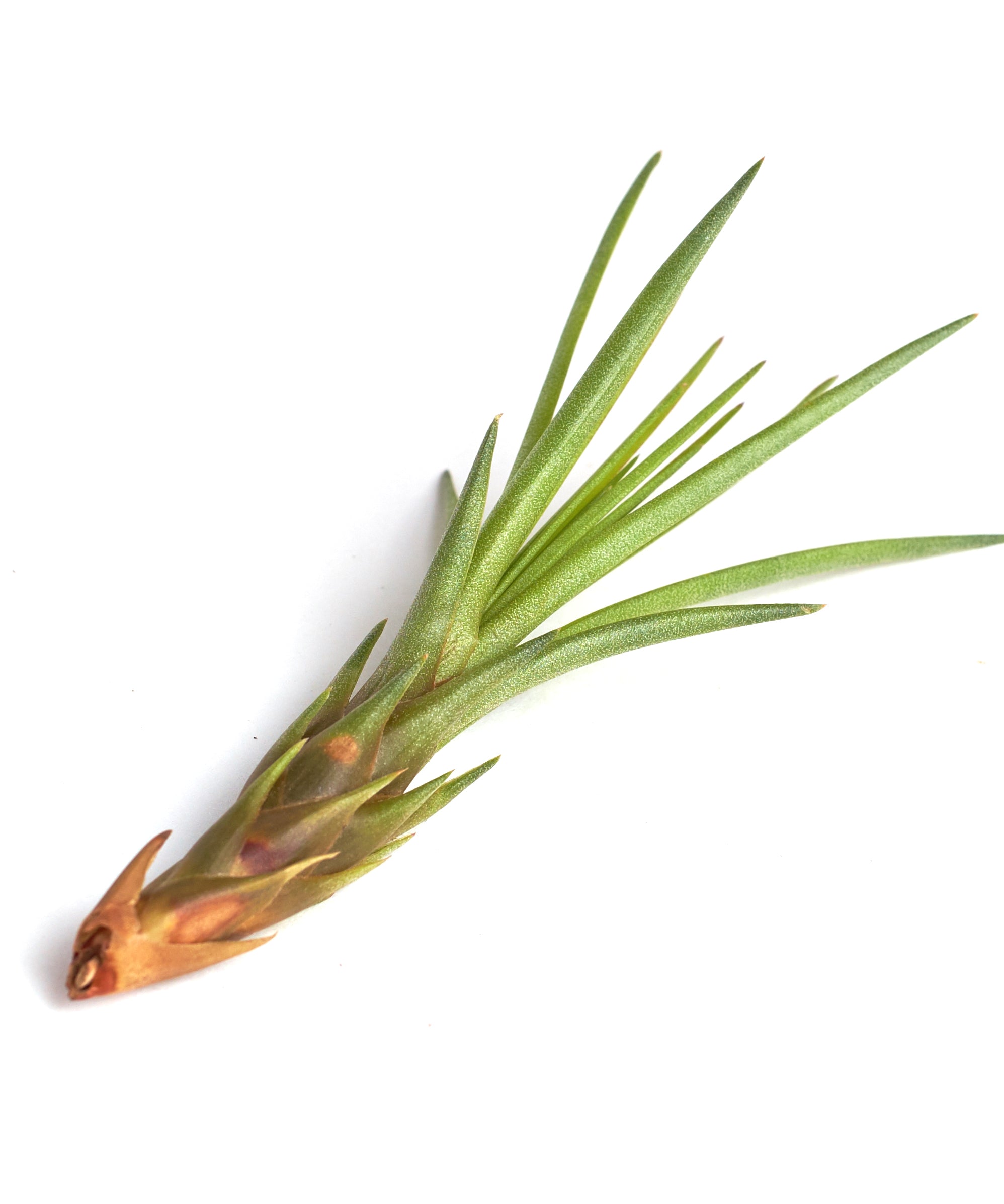 Tillandsia Melanocrater-mmluna