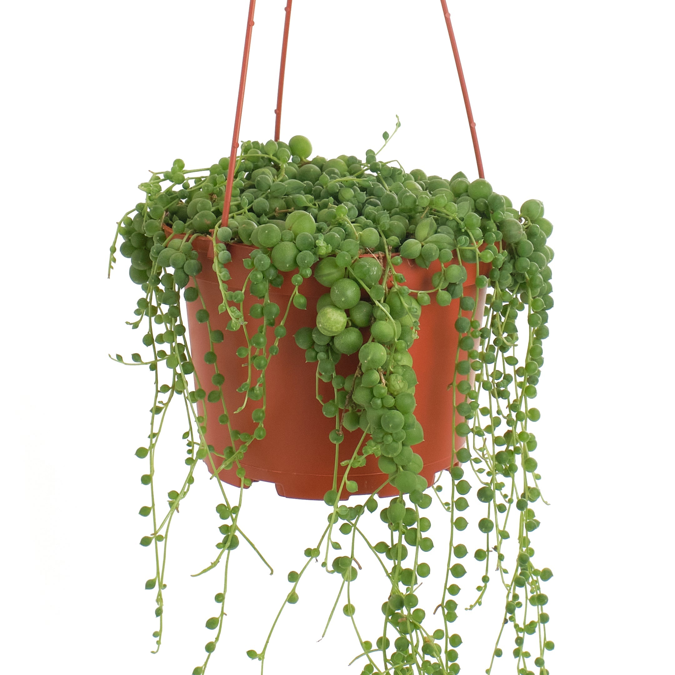 Senecio Rowleyanus 'String of Pearls'-mmluna