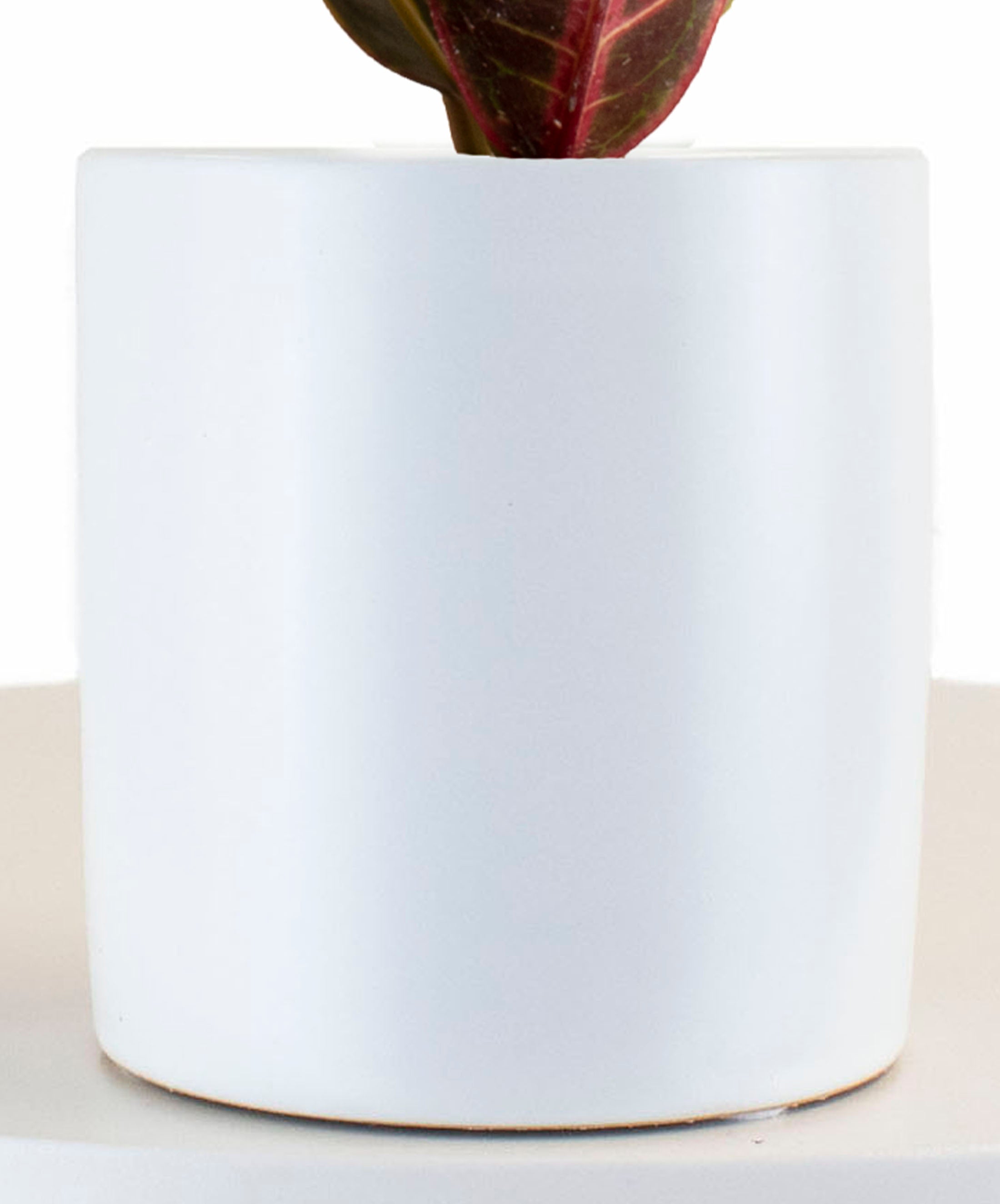 Croton Petra House Plant in White Ceramic Cylinder Planter-mmluna