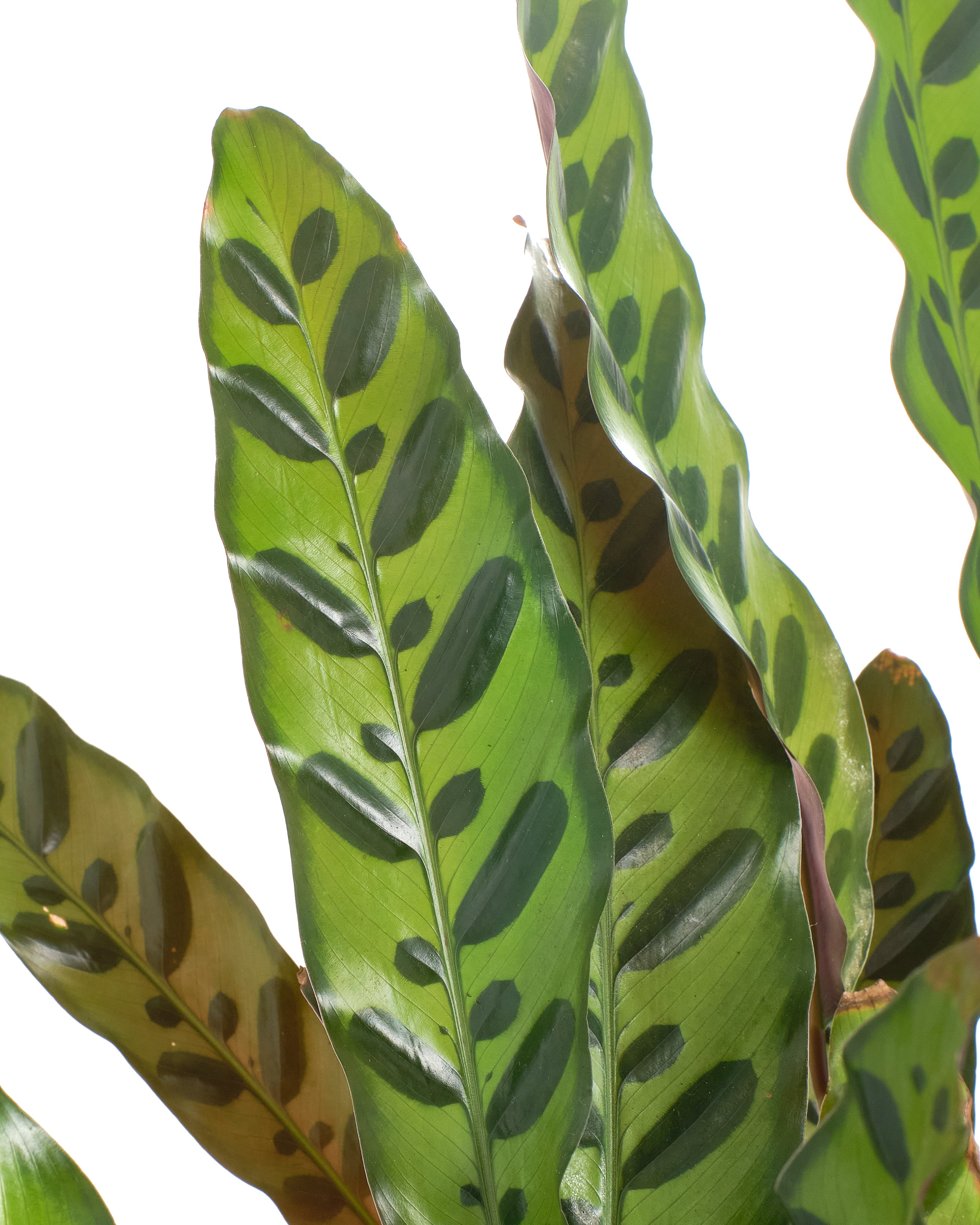 Calathea Lancifolia 'Rattlesnake Plant'-mmluna