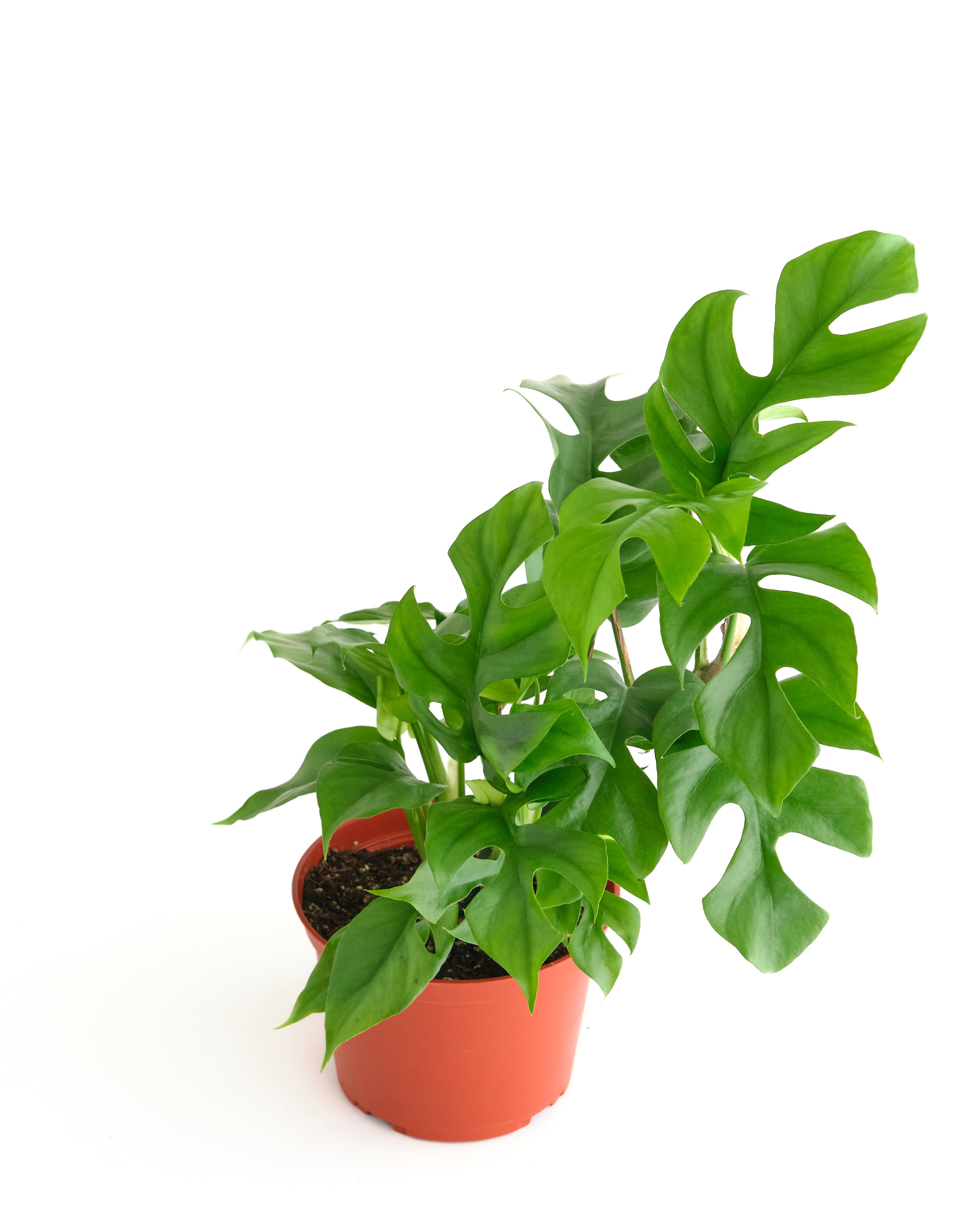 Philodendron 'Ginny'-mmluna